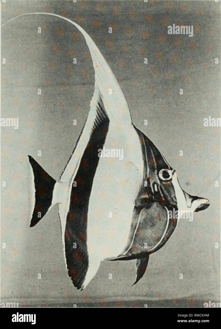. An annotated checklist of the fishes of the Chagos Archipelago, Central Indian Ocean. Fishes. Fig. 417. Naso vlamingi, 255 mm SL, Salomon.. Fig. 418. Zanclus comutus, 139 mm SL, Peros Banhos. 215. Please note that these images are extracted from scanned page images that may have been digitally enhanced for readability - coloration and appearance of these illustrations may not perfectly resemble the original work.. Winterbottom, Richard, 1944-; Emery, Alan, 1939-; Holm, Erling, 1950-; Royal Ontario Museum. Toronto : Royal Ontario Museum Stock Photo