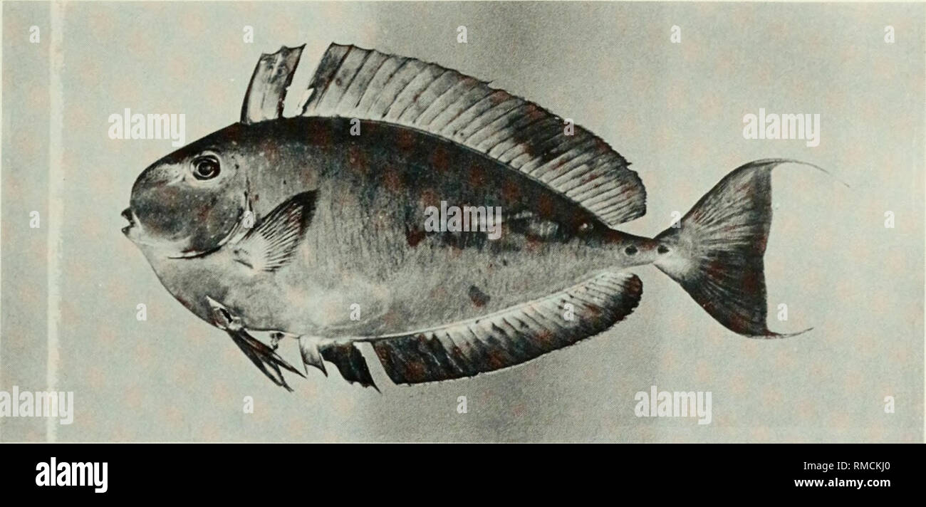 . An annotated checklist of the fishes of the Chagos Archipelago, Central Indian Ocean. Fishes. Fig. 417. Naso vlamingi, 255 mm SL, Salomon.. Please note that these images are extracted from scanned page images that may have been digitally enhanced for readability - coloration and appearance of these illustrations may not perfectly resemble the original work.. Winterbottom, Richard, 1944-; Emery, Alan, 1939-; Holm, Erling, 1950-; Royal Ontario Museum. Toronto : Royal Ontario Museum Stock Photo