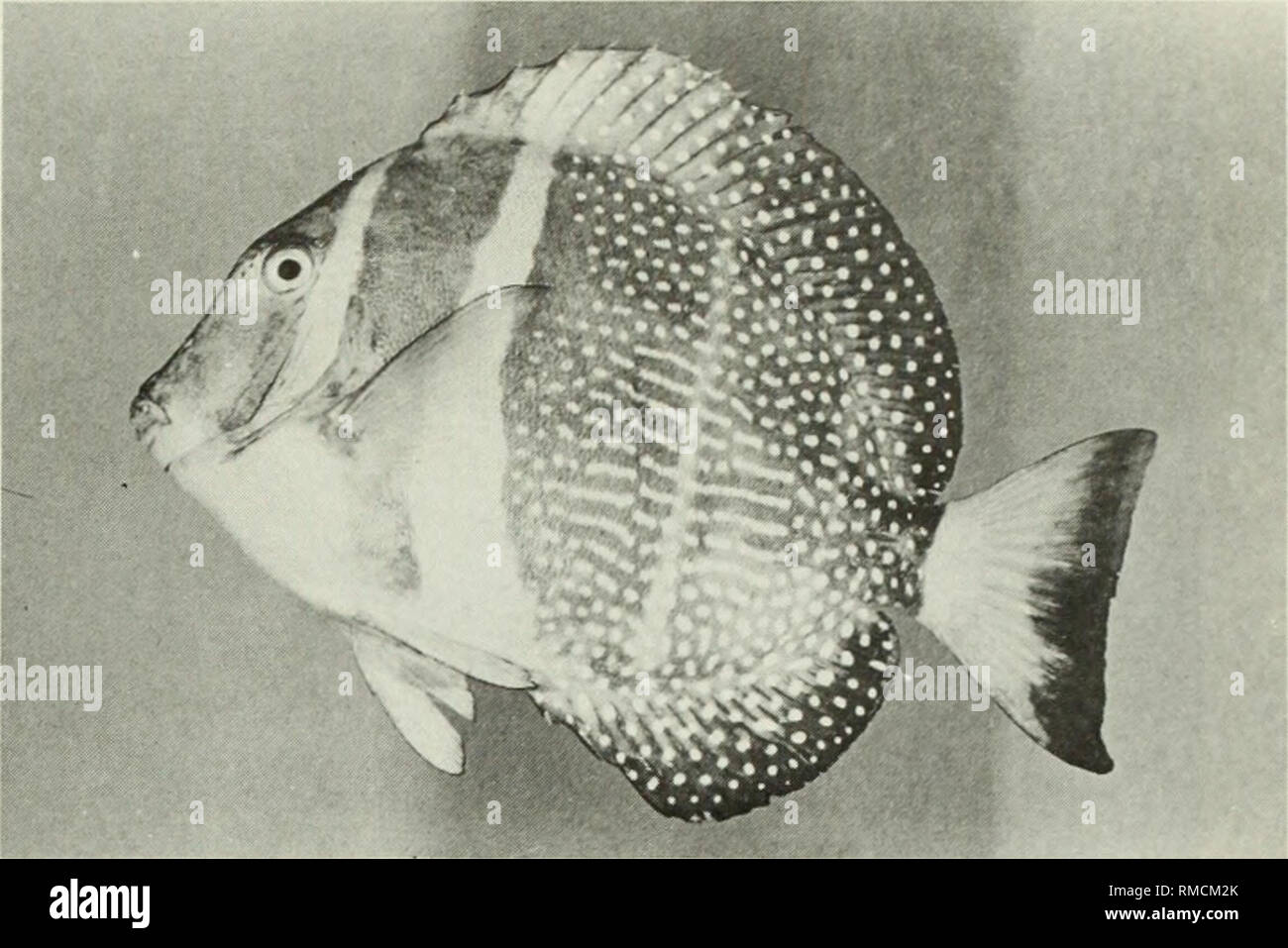 . An annotated checklist of the fishes of the Chagos Archipelago, Central Indian Ocean. Fishes. Fig. 398. Acanthurus bleekeri, 300 mm SL, Peros Banhos. Fig. 399. Acanthurus guttatus, 173 mm SL, Salomon.. Please note that these images are extracted from scanned page images that may have been digitally enhanced for readability - coloration and appearance of these illustrations may not perfectly resemble the original work.. Winterbottom, Richard, 1944-; Emery, Alan, 1939-; Holm, Erling, 1950-; Royal Ontario Museum. Toronto : Royal Ontario Museum Stock Photo