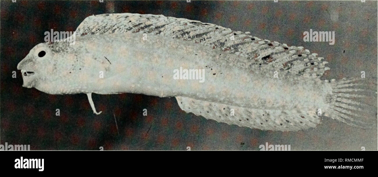 . An annotated checklist of the fishes of the Chagos Archipelago, Central Indian Ocean. Fishes. Fig. 389. Omobranchus elongatus, (preserved) 23 mm SL, Diego Garcia. Photo by M. Burridge-Smith. Fig. 390. Parenchelyurus hepburni, (preserved) 25 mm SL, Peres Banhos. Photo by A. Strange.. Fig. 39L Petroscirtesxestus, 47 mm SL, Peros Banhos.. Please note that these images are extracted from scanned page images that may have been digitally enhanced for readability - coloration and appearance of these illustrations may not perfectly resemble the original work.. Winterbottom, Richard, 1944-; Emery, Al Stock Photo