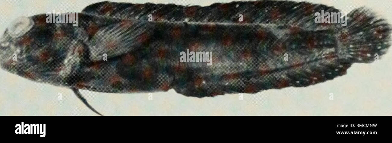 . An annotated checklist of the fishes of the Chagos Archipelago, Central Indian Ocean. Fishes. Fig. 389. Omobranchus elongatus, (preserved) 23 mm SL, Diego Garcia. Photo by M. Burridge-Smith. Fig. 390. Parenchelyurus hepburni, (preserved) 25 mm SL, Peres Banhos. Photo by A. Strange.. Please note that these images are extracted from scanned page images that may have been digitally enhanced for readability - coloration and appearance of these illustrations may not perfectly resemble the original work.. Winterbottom, Richard, 1944-; Emery, Alan, 1939-; Holm, Erling, 1950-; Royal Ontario Museum.  Stock Photo