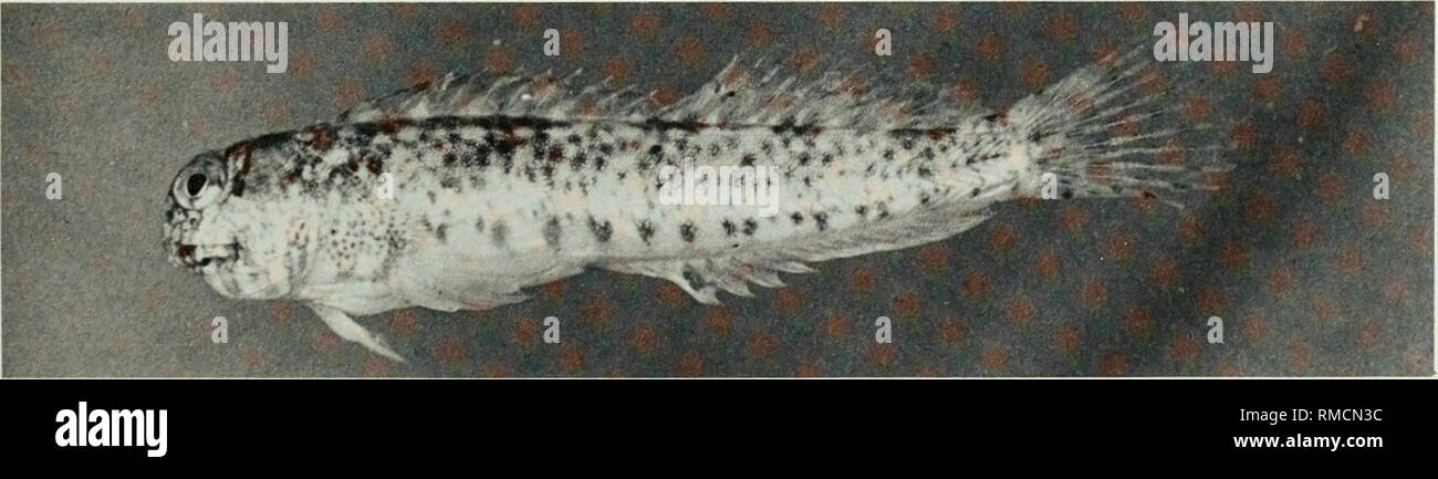 . An annotated checklist of the fishes of the Chagos Archipelago, Central Indian Ocean. Fishes. Fig. 381. Enchelyurus kraussi, (preserved) 26 mm SL, Eagle Island. Photo by A. Strange.. Fig. 382. Entomacrodus striatus, 30 mm SL, Peros Banhos.. Please note that these images are extracted from scanned page images that may have been digitally enhanced for readability - coloration and appearance of these illustrations may not perfectly resemble the original work.. Winterbottom, Richard, 1944-; Emery, Alan, 1939-; Holm, Erling, 1950-; Royal Ontario Museum. Toronto : Royal Ontario Museum Stock Photo