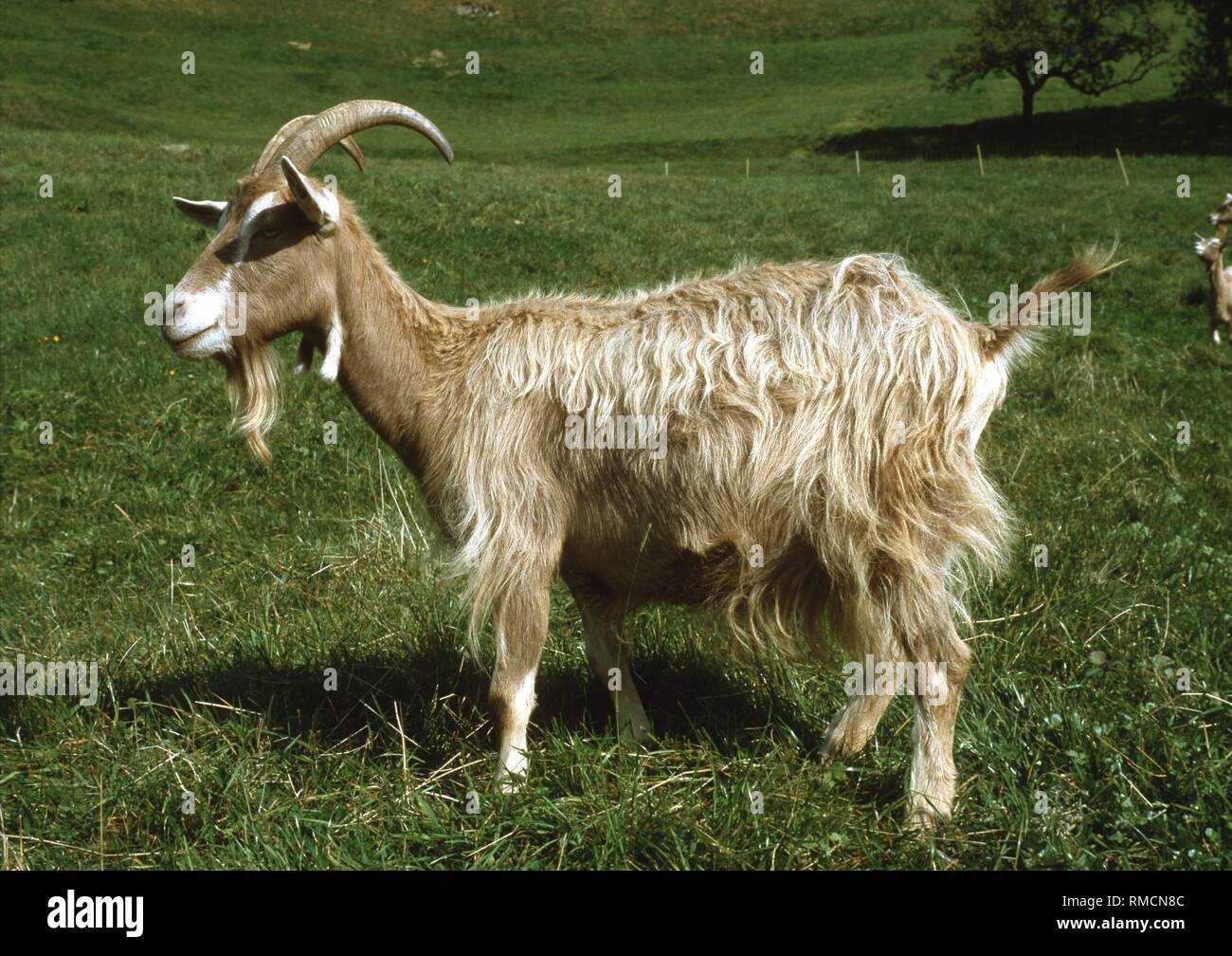 The Toggenburg goat originates from the Swiss Canton of St. Gallen and was already known around 1800. It has the typical white Swiss markings from ear to mouth. The breed spread in Central Europe, but also to North America. With the decreasing importance of goat keeping, this originally long-haired breed slowly declined. Stock Photo