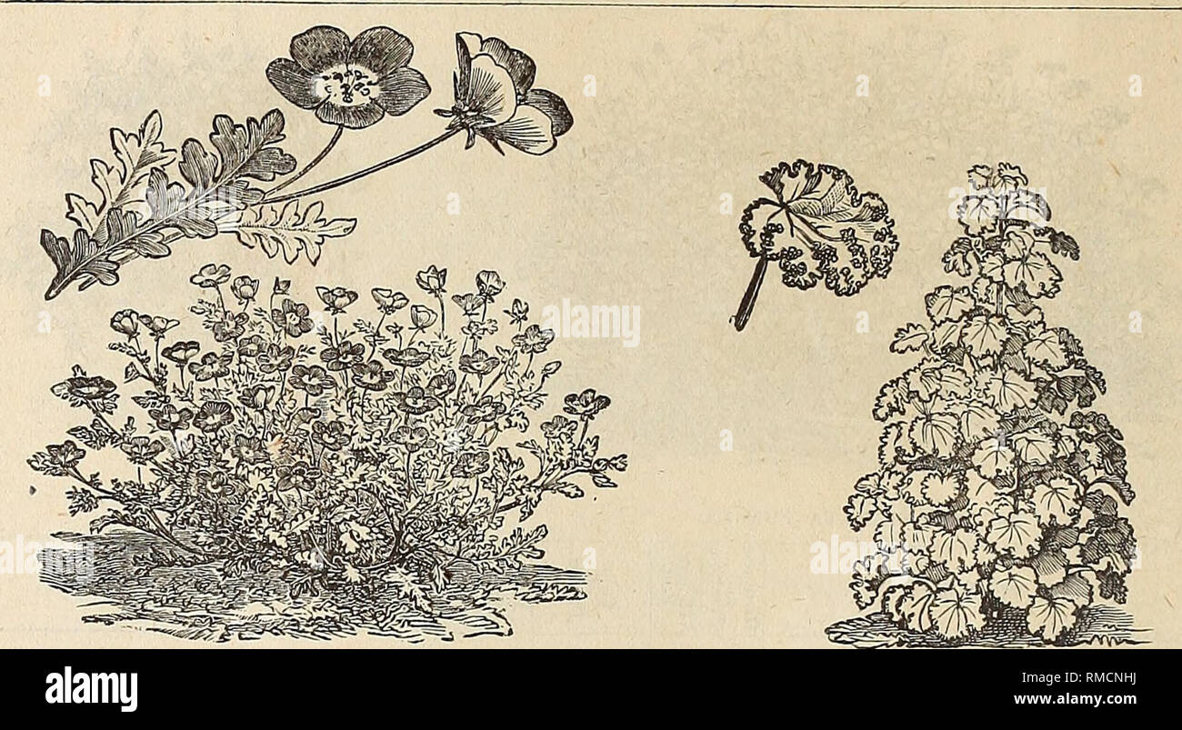 . Annual descriptive catalogue of seeds, &amp; c : February 1st, 1883. Nursery stock Massachusetts Catalogs; Seeds Catalogs; Flowers Seeds Catalogs; Vegetables Seeds Catalogs; Gardening Catalogs. 16 Joseph Breck &amp; Sons'. NEMOPHILA INSIGNIS. MALVA CRISPA. NAME. a Q GENERAL OBSERVATIONS. Tagetes double African. &quot; &quot; French.. &quot; signata pumila. Tassel Flower Thunbergia, finest hhA hA Torenia Fournieri........ &quot; Bailloni Trifolium suaveolens Trichosanthes coccinea.. &quot; colubrina. Trltoma uvaria Tropaeolum canariense &quot; Lobbianum Brilliant &quot; &quot; Crown Prince of Stock Photo