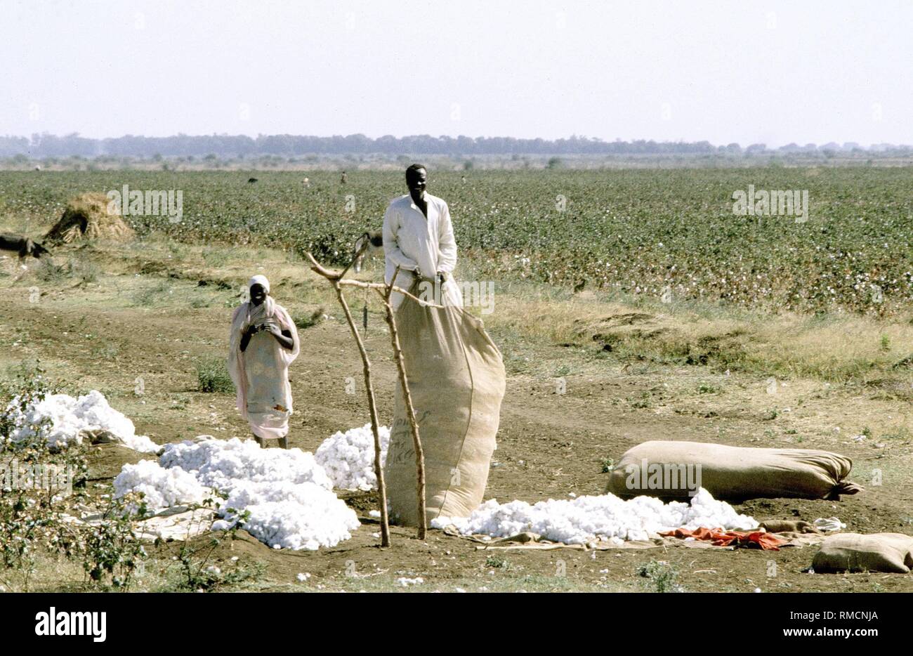 Sudanese men harvesting cotton on a plantation. The harvested cotton is packed in big sacks. Stock Photo
