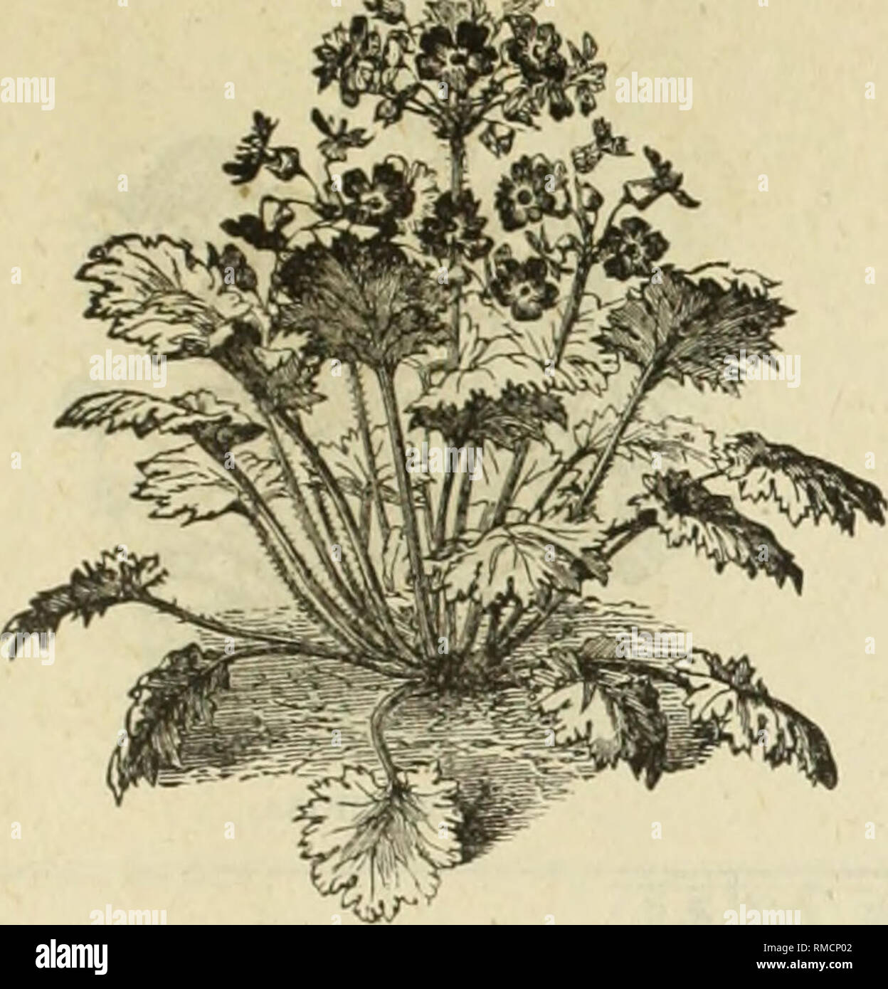 . Annual descriptive catalogue of seeds, &amp; c : February 1st, 1883. Nursery stock Massachusetts Catalogs; Seeds Catalogs; Flowers Seeds Catalogs; Vegetables Seeds Catalogs; Gardening Catalogs. Catalogue of Flower Seel&gt;8. 11. PRIMULA. NAME. Helianthus nanus fol. var.&gt;.&gt; Heliotropium, dark varieties. Hespens matronalis Hibiscus africanus. Hollyhock, best double Chater's &quot; extra fine.,.. Honesty Humea elegans Hyacinth Bean Iberis (Candytuft) coronaria white rocket. &quot; umbellata '• purpurea (Dunnetts). &quot; lilacina &quot; sempervirens &quot; pectmata odorata Ice Plant India Stock Photo