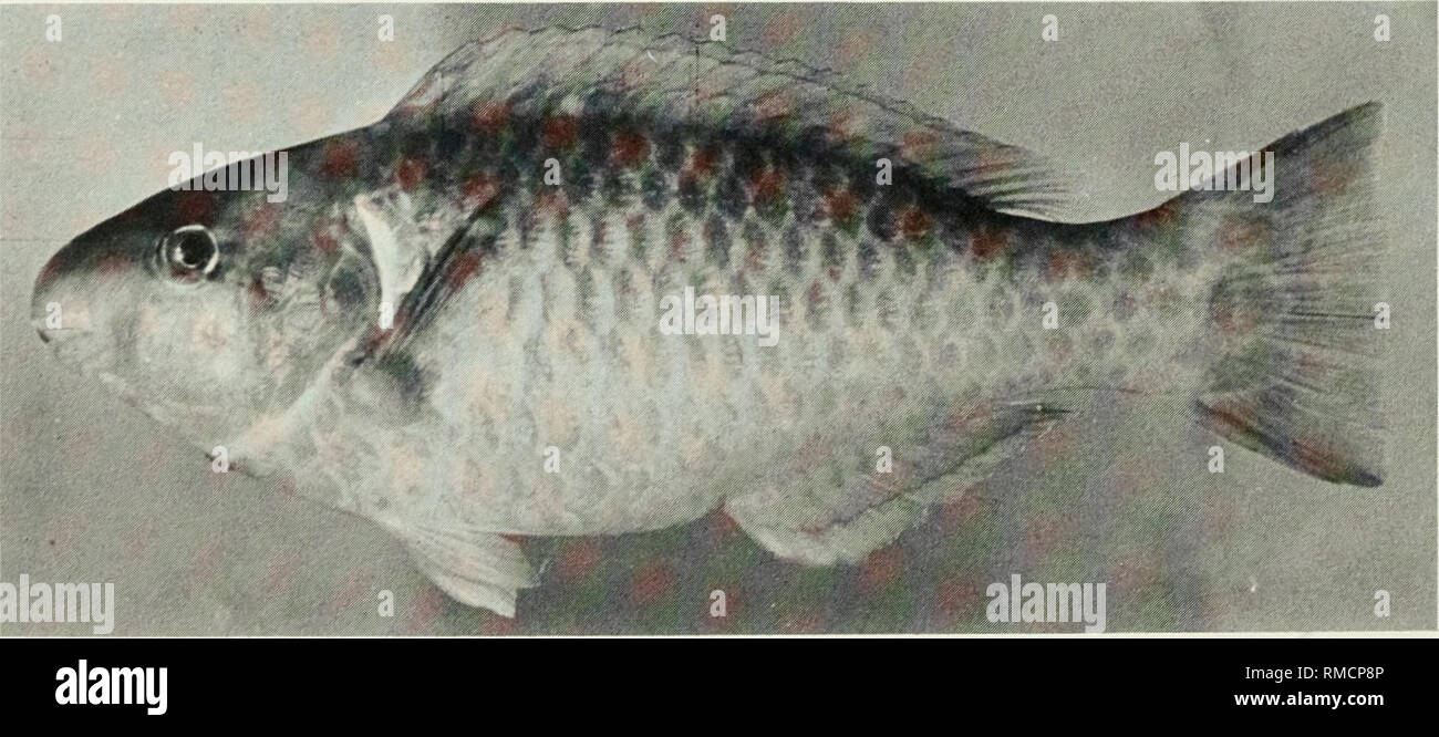 . An annotated checklist of the fishes of the Chagos Archipelago, Central Indian Ocean. Fishes. f Fig. 359. Scarus psittacus, 39 mm SL, Peros Banhos.. Fig. 360. Scarus psittacus, 125 mm SL, Salomon. I 200. Please note that these images are extracted from scanned page images that may have been digitally enhanced for readability - coloration and appearance of these illustrations may not perfectly resemble the original work.. Winterbottom, Richard, 1944-; Emery, Alan, 1939-; Holm, Erling, 1950-; Royal Ontario Museum. Toronto : Royal Ontario Museum Stock Photo