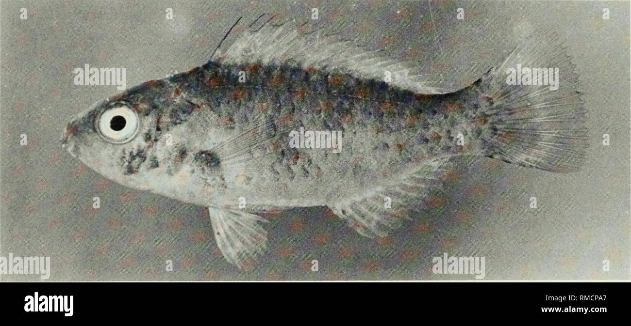 . An annotated checklist of the fishes of the Chagos Archipelago, Central Indian Ocean. Fishes. Fig. 358. Scarus niger, 108 mm SL, Peros Banhos.. f Fig. 359. Scarus psittacus, 39 mm SL, Peros Banhos.. Please note that these images are extracted from scanned page images that may have been digitally enhanced for readability - coloration and appearance of these illustrations may not perfectly resemble the original work.. Winterbottom, Richard, 1944-; Emery, Alan, 1939-; Holm, Erling, 1950-; Royal Ontario Museum. Toronto : Royal Ontario Museum Stock Photo