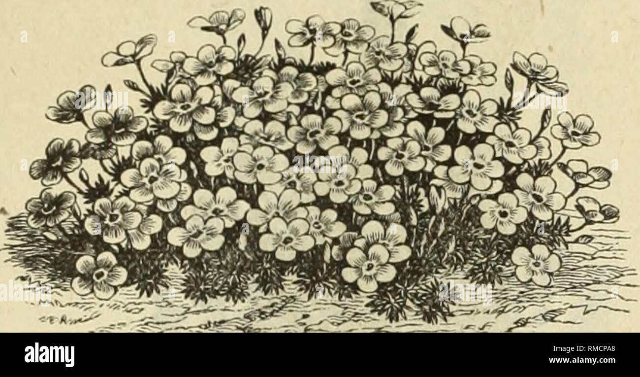 . Annual descriptive catalogue of seeds, &amp; c : February 1st, 1883. Nursery stock Massachusetts Catalogs; Seeds Catalogs; Flowers Seeds Catalogs; Vegetables Seeds Catalogs; Gardening Catalogs. COCKSCOMB. ^^ir^'Sfc'- r^J'— LEPTOSIPHON. NAME. Calendula pliivialis Calendula Officinalis &quot;Meteor&quot;. California Poppy Calliopsis Drummondi &quot; naua marniorata bicolor nana nigra speciosa Callirhoe pedata nana &quot; pedata Campanula medium, single Loreyi .. speculum. Canary Bird Vine. Candytuft Canna &quot; Marechal Vaillant &quot; Gigantea Major &quot; Nigricans &quot; Warscewiczi &quot; Stock Photo