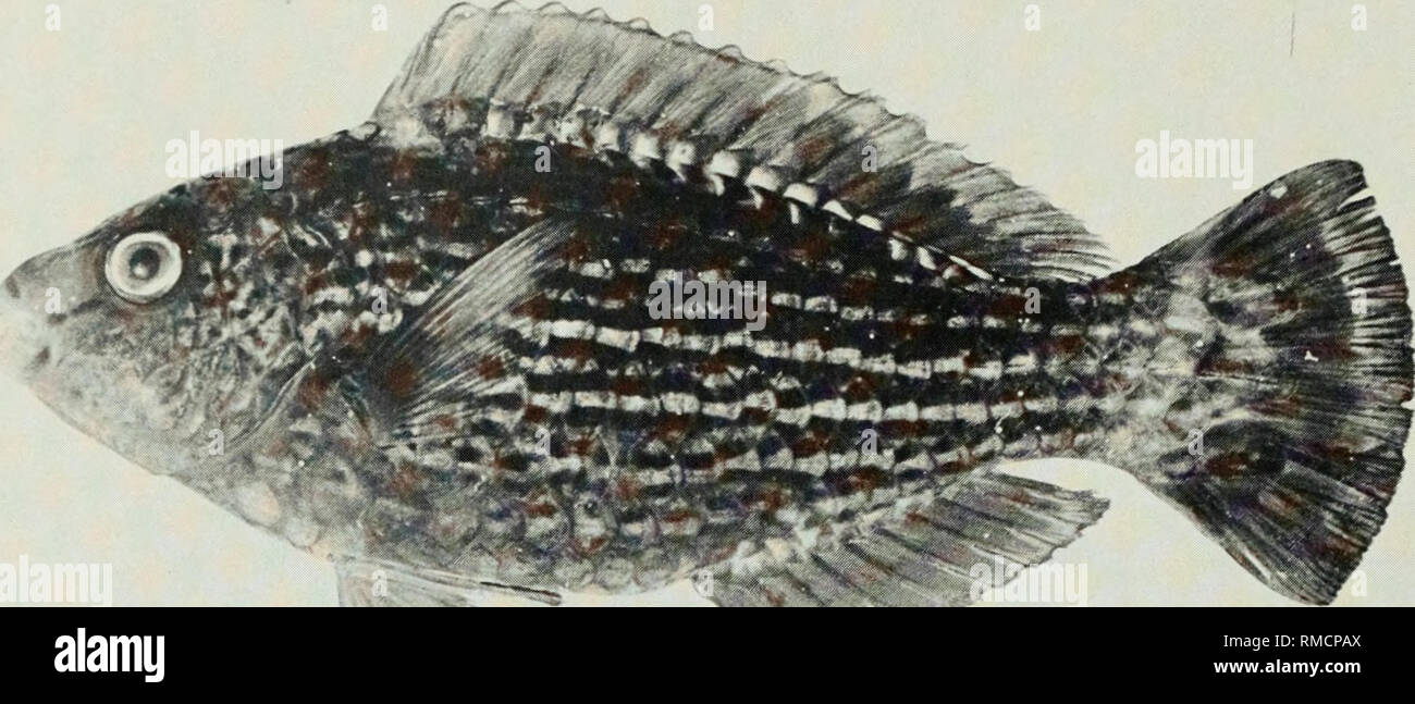 . An annotated checklist of the fishes of the Chagos Archipelago, Central Indian Ocean. Fishes. Fig. 358. Scarus niger, 108 mm SL, Peros Banhos.. Please note that these images are extracted from scanned page images that may have been digitally enhanced for readability - coloration and appearance of these illustrations may not perfectly resemble the original work.. Winterbottom, Richard, 1944-; Emery, Alan, 1939-; Holm, Erling, 1950-; Royal Ontario Museum. Toronto : Royal Ontario Museum Stock Photo