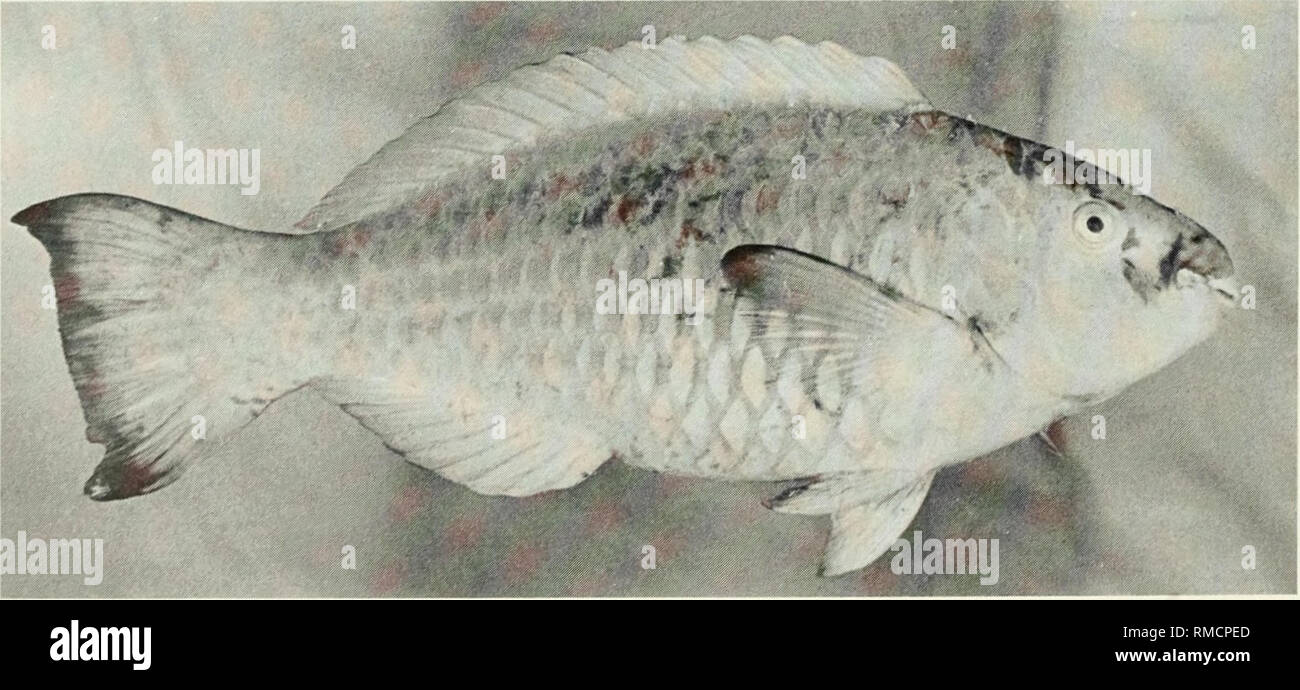 . An annotated checklist of the fishes of the Chagos Archipelago, Central Indian Ocean. Fishes. t ?»^?. garrr.- Fig. 353. Scarus falcipinnis, 48 mm SL, Salomon.. Fig. 354. Scarus frenatus, 270 mm SL, Peros Banhos. 198. Please note that these images are extracted from scanned page images that may have been digitally enhanced for readability - coloration and appearance of these illustrations may not perfectly resemble the original work.. Winterbottom, Richard, 1944-; Emery, Alan, 1939-; Holm, Erling, 1950-; Royal Ontario Museum. Toronto : Royal Ontario Museum Stock Photo