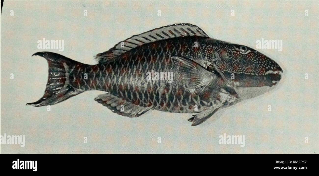 . An annotated checklist of the fishes of the Chagos Archipelago, Central Indian Ocean. Fishes. Fig. 349. Calotomus carolinus, (preserved) 190 mm SL, Eagle Island. Photo by A. Strange.. Fig. 350. Cetoscarus bicolor, 420 mm SL, Salomon.. Please note that these images are extracted from scanned page images that may have been digitally enhanced for readability - coloration and appearance of these illustrations may not perfectly resemble the original work.. Winterbottom, Richard, 1944-; Emery, Alan, 1939-; Holm, Erling, 1950-; Royal Ontario Museum. Toronto : Royal Ontario Museum Stock Photo