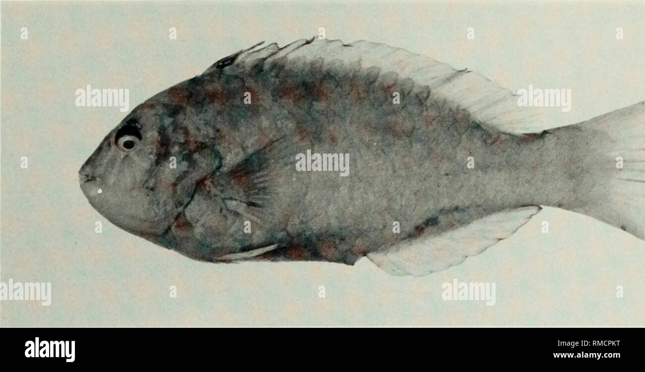 . An annotated checklist of the fishes of the Chagos Archipelago, Central Indian Ocean. Fishes. Fig. 349. Calotomus carolinus, (preserved) 190 mm SL, Eagle Island. Photo by A. Strange.. Please note that these images are extracted from scanned page images that may have been digitally enhanced for readability - coloration and appearance of these illustrations may not perfectly resemble the original work.. Winterbottom, Richard, 1944-; Emery, Alan, 1939-; Holm, Erling, 1950-; Royal Ontario Museum. Toronto : Royal Ontario Museum Stock Photo