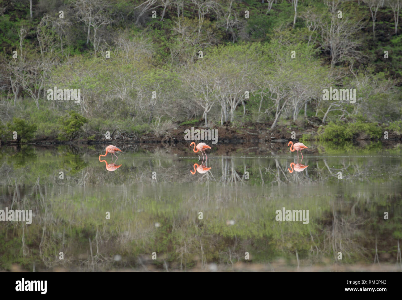 Three Flamingos with reflections in the Galapagos Stock Photo