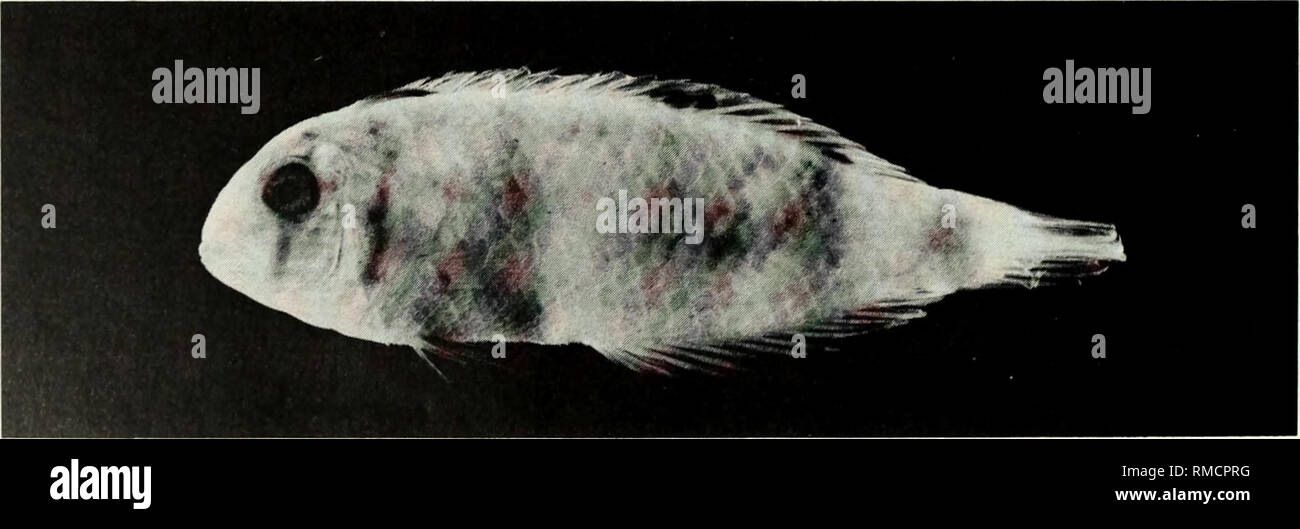 . An annotated checklist of the fishes of the Chagos Archipelago, Central Indian Ocean. Fishes. n Fig. 347. Xyrichthys pavo, 102 mm SL, Peros Banhos.. Fig. 348. Xyrichthys sp., (preserved) 38 mm SL, Peros Banhos. Photo by A. Strange. 196. Please note that these images are extracted from scanned page images that may have been digitally enhanced for readability - coloration and appearance of these illustrations may not perfectly resemble the original work.. Winterbottom, Richard, 1944-; Emery, Alan, 1939-; Holm, Erling, 1950-; Royal Ontario Museum. Toronto : Royal Ontario Museum Stock Photo