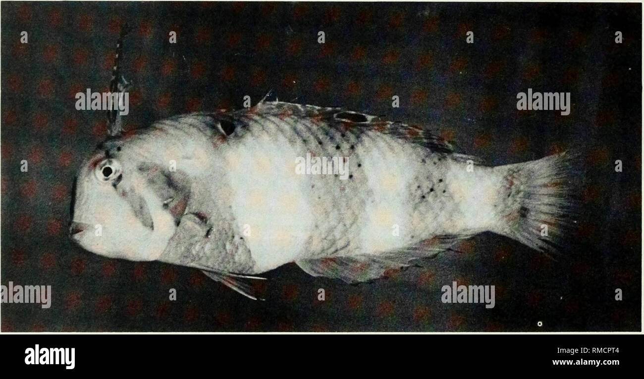 . An annotated checklist of the fishes of the Chagos Archipelago, Central Indian Ocean. Fishes. I i Fig. 346. Xyrichthyspavo, 16 mm SL, Peros Banhos.. n Fig. 347. Xyrichthys pavo, 102 mm SL, Peros Banhos.. Please note that these images are extracted from scanned page images that may have been digitally enhanced for readability - coloration and appearance of these illustrations may not perfectly resemble the original work.. Winterbottom, Richard, 1944-; Emery, Alan, 1939-; Holm, Erling, 1950-; Royal Ontario Museum. Toronto : Royal Ontario Museum Stock Photo
