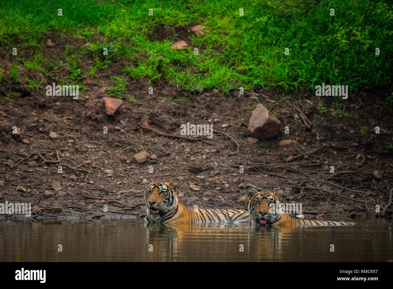 Tiger fighting water hi-res stock photography and images - Alamy