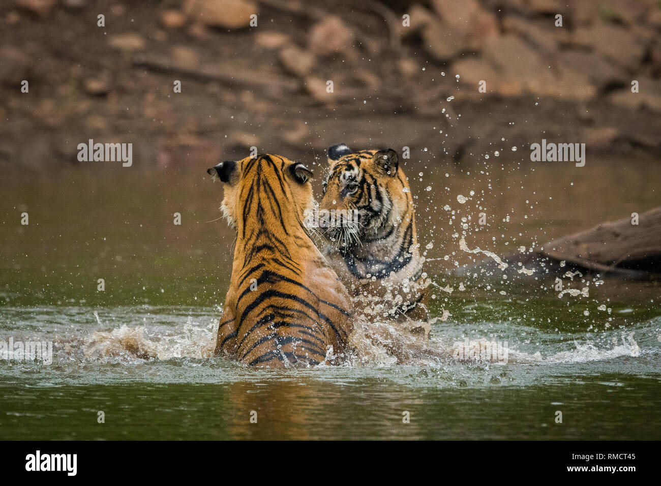 Bengal tiger cubs playing in tree hi-res stock photography and images ...