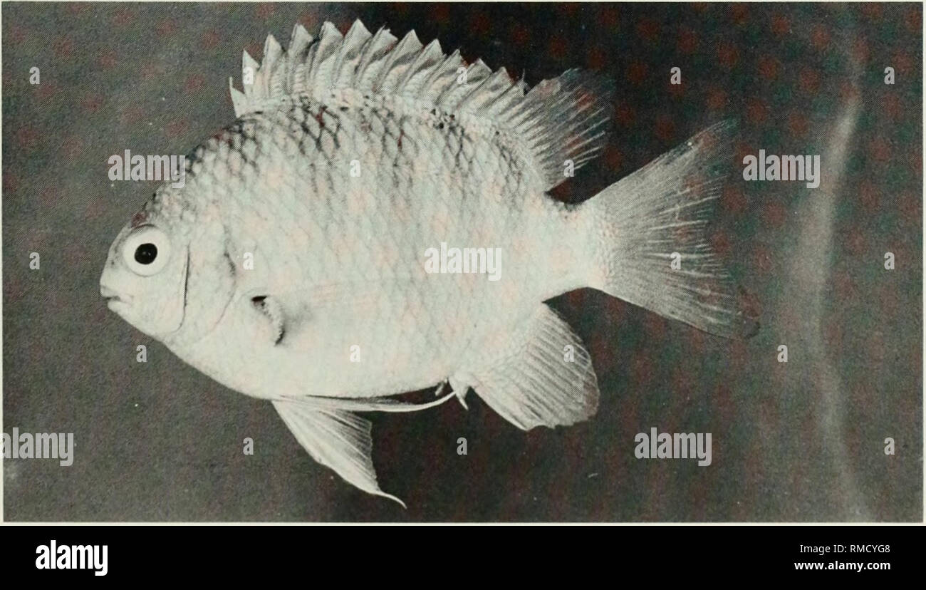 . An annotated checklist of the fishes of the Chagos Archipelago, Central Indian Ocean. Fishes. Fig. 250. Abudefduf septemfasciatus, (preserved) 138 mm SL, Peros Banhos. Photo by A. Strange.. Fig. 251. Abudefduf sordidus. 31 mm SL, Salomon. 163. Please note that these images are extracted from scanned page images that may have been digitally enhanced for readability - coloration and appearance of these illustrations may not perfectly resemble the original work.. Winterbottom, Richard, 1944-; Emery, Alan, 1939-; Holm, Erling, 1950-; Royal Ontario Museum. Toronto : Royal Ontario Museum Stock Photo