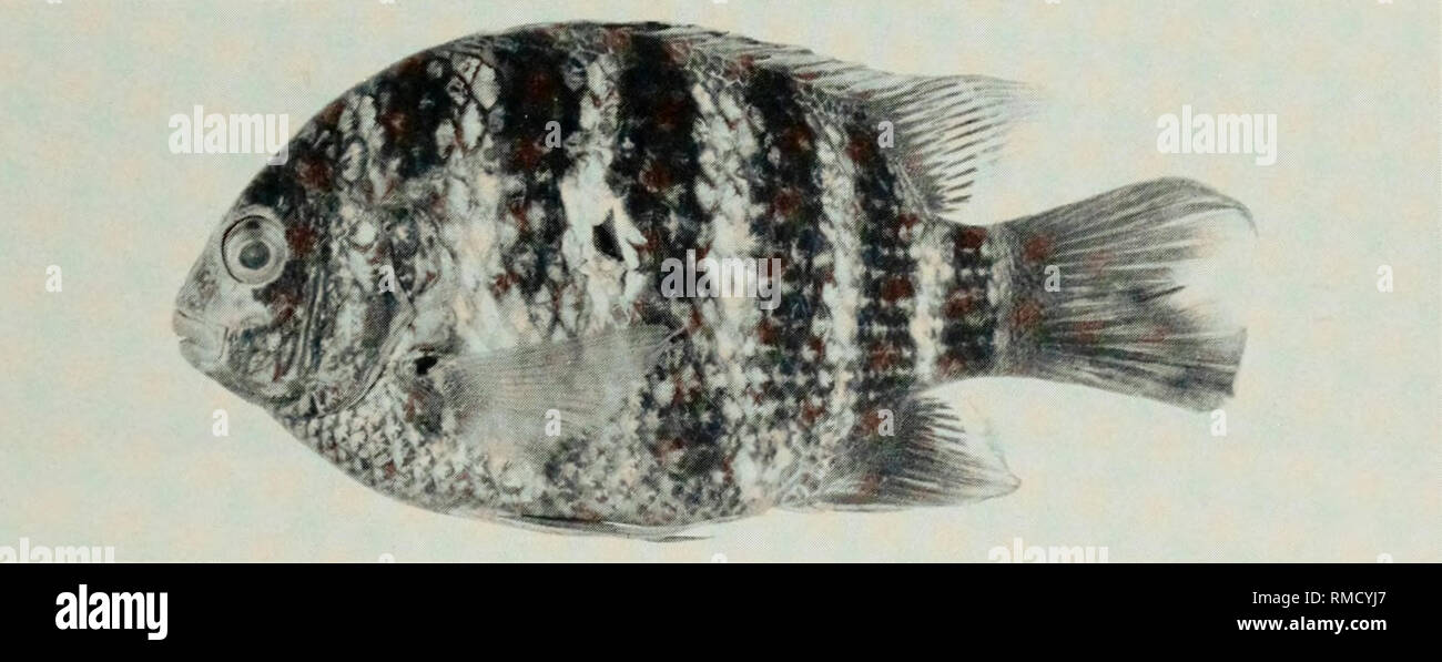 . An annotated checklist of the fishes of the Chagos Archipelago, Central Indian Ocean. Fishes. Fig. 249. Abudefduf coelestinus, 32 mm SL, Peros Banhos.. Fig. 250. Abudefduf septemfasciatus, (preserved) 138 mm SL, Peros Banhos. Photo by A. Strange.. Please note that these images are extracted from scanned page images that may have been digitally enhanced for readability - coloration and appearance of these illustrations may not perfectly resemble the original work.. Winterbottom, Richard, 1944-; Emery, Alan, 1939-; Holm, Erling, 1950-; Royal Ontario Museum. Toronto : Royal Ontario Museum Stock Photo