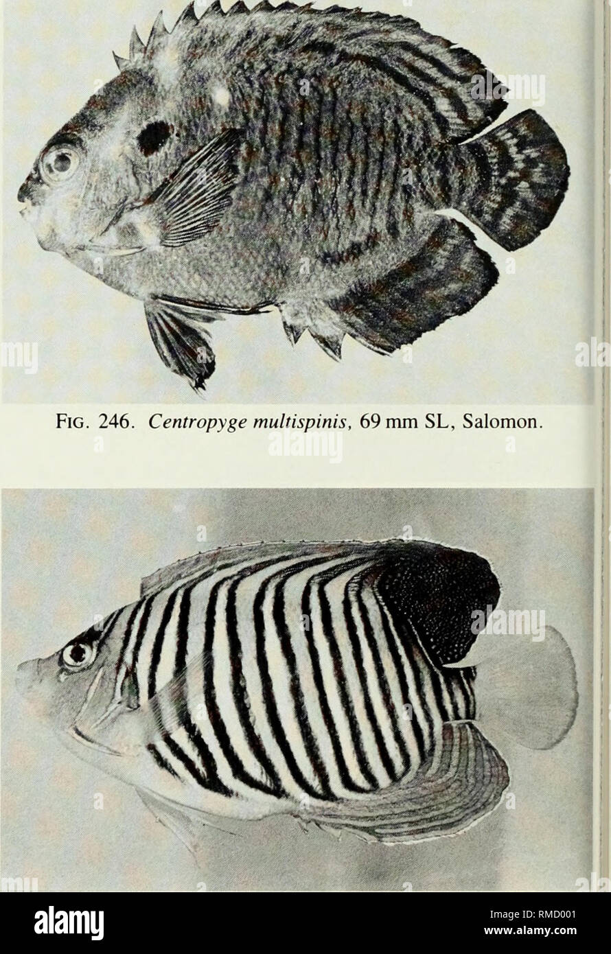 An annotated checklist of the fishes of the Chagos Archipelago, Central  Indian Ocean. Fishes. Fig. 247. Pomacanthus imperator, 240 mm SL, Peros  Banhos. Fig. 248. Pygoplites diacanthus, 142 mm SL, Salomon.