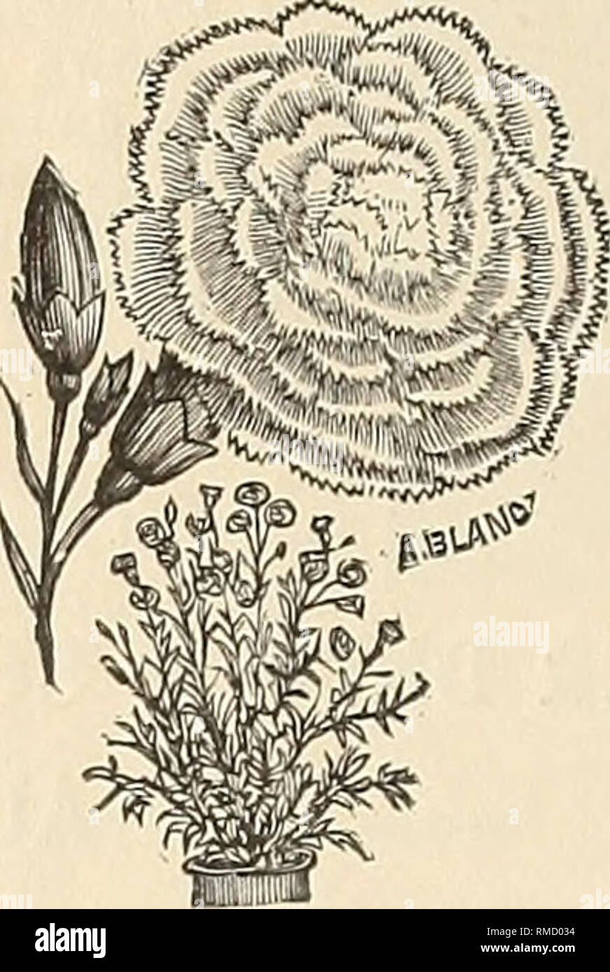 alamy