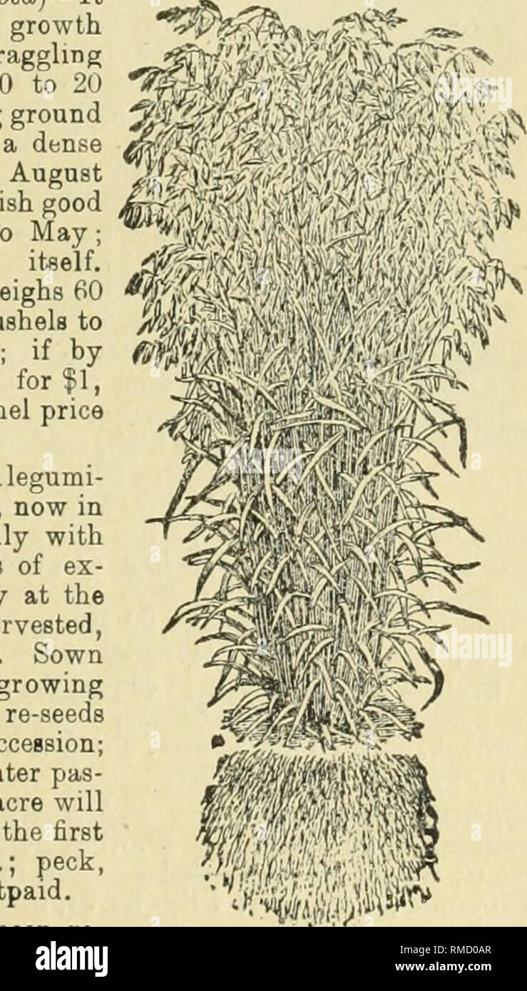. Annual illustrated seed catalogue. . S' PROLIFIC WINTER OATS. 200 stalks from one seed.. Please note that these images are extracted from scanned page images that may have been digitally enhanced for readability - coloration and appearance of these illustrations may not perfectly resemble the original work.. Alexander Seed Co; Henry G. Gilbert Nursery and Seed Trade Catalog Collection. Augusta, Ga. : Alexander Drug and Seed Co. Stock Photo