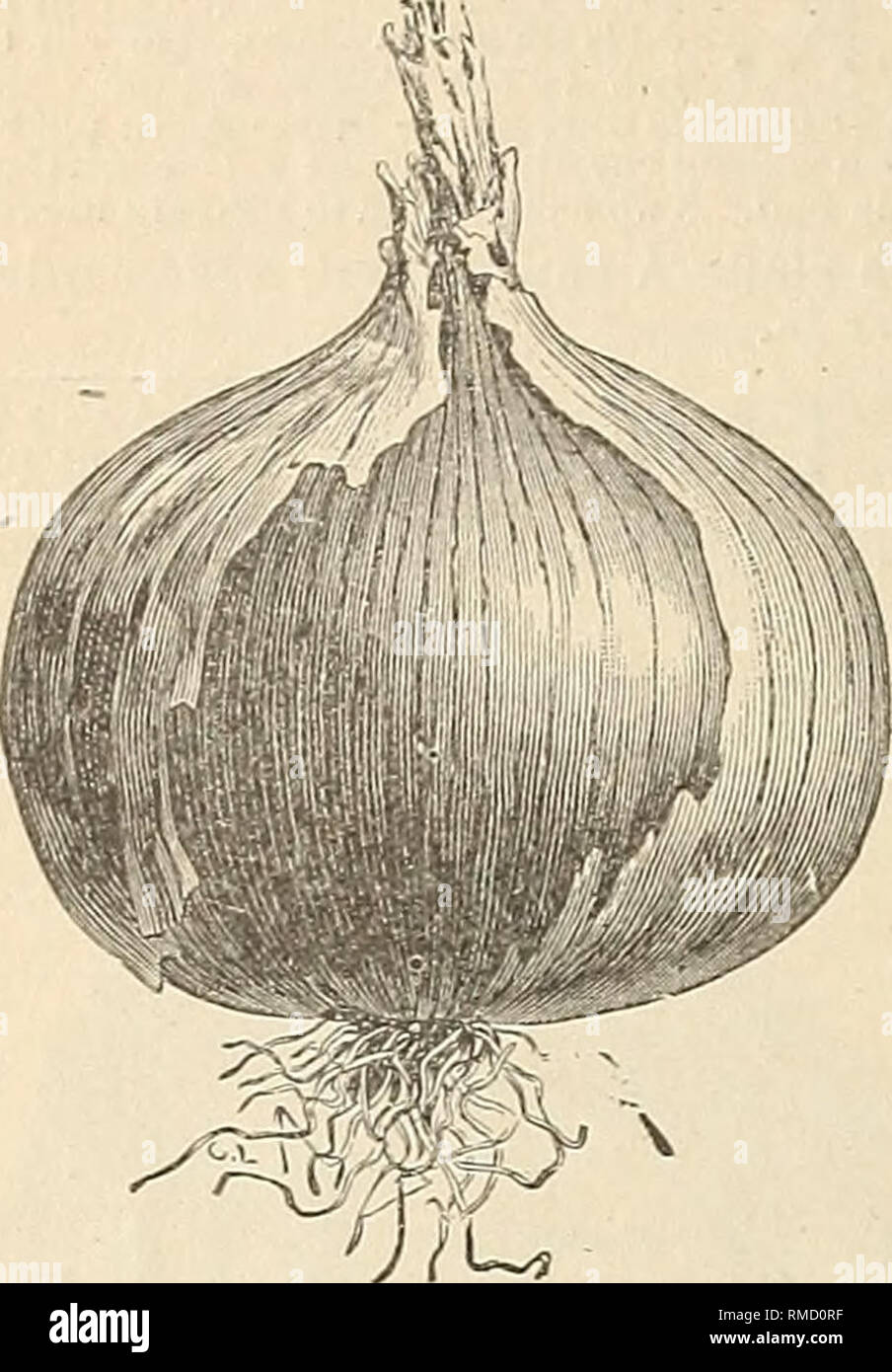 Annual Illustrated Seed Catalogue Alexander Drug Amp Seed Co Onion Seed This Plant Delights In Rich Sandy Soil One Ounce Will S W 100 Feet Drill Large Onions Can Be Made By