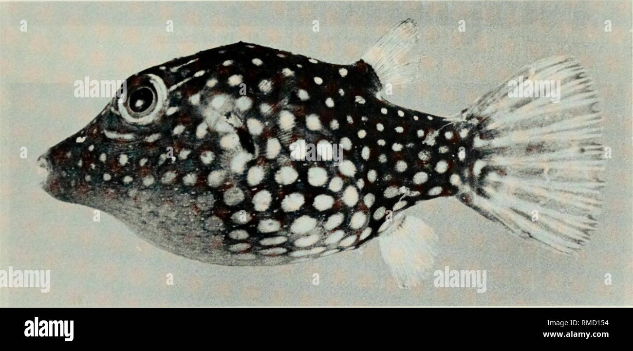 . An annotated checklist of the fishes of the Chagos Archipelago, Central Indian Ocean. Fishes. Fig. 449. Canthigaster bennetti, 63 mm SL, Peros Banhos.. Fig. 450. Canthigaster janthinoptera, 25 mm SL, Peros Banhos.. Please note that these images are extracted from scanned page images that may have been digitally enhanced for readability - coloration and appearance of these illustrations may not perfectly resemble the original work.. Winterbottom, Richard, 1944-; Emery, Alan, 1939-; Holm, Erling, 1950-; Royal Ontario Museum. Toronto : Royal Ontario Museum Stock Photo