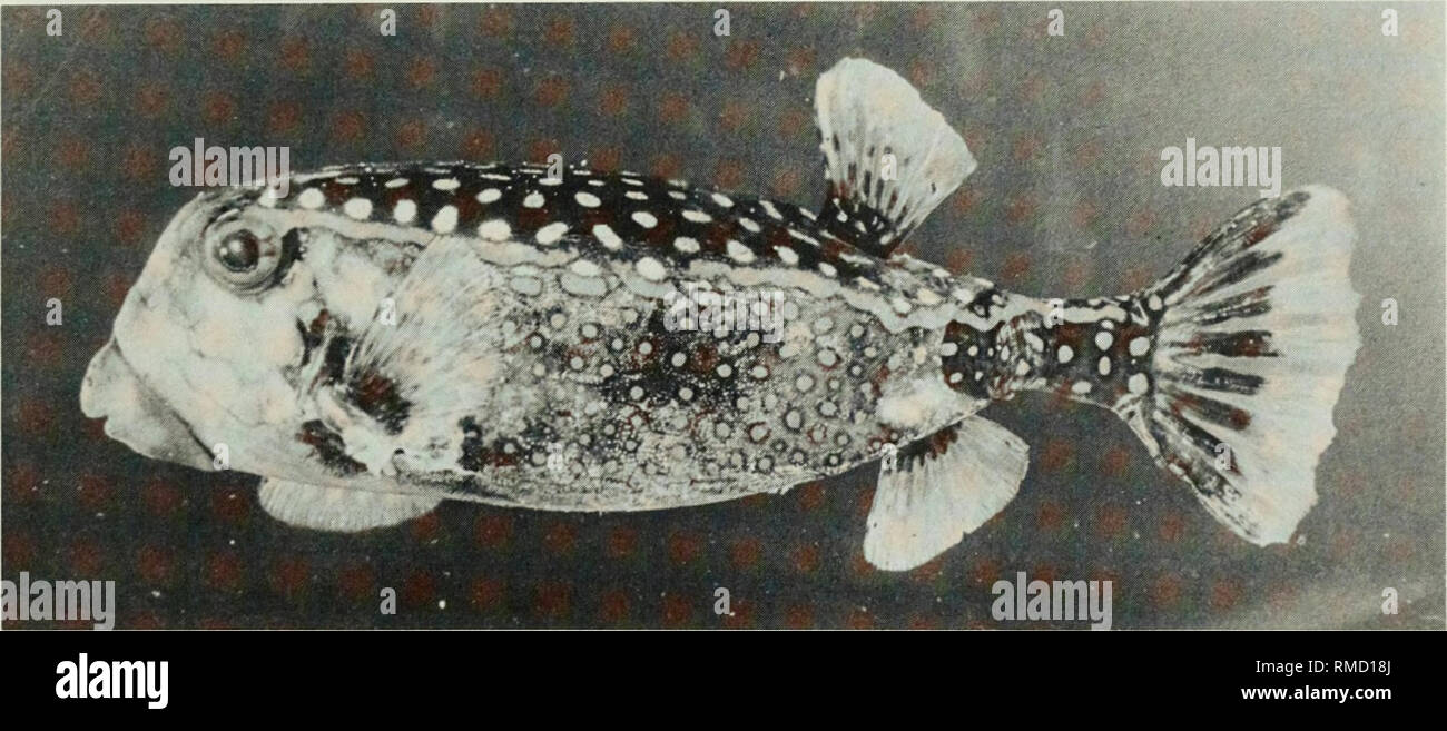 . An annotated checklist of the fishes of the Chagos Archipelago, Central Indian Ocean. Fishes. Fig. 443. Ostracion cubicus, 295 mm SL, Eagle Island.. Fig. 444. Ostracion meleagris, 132 mm SL, Eagle Island.. Please note that these images are extracted from scanned page images that may have been digitally enhanced for readability - coloration and appearance of these illustrations may not perfectly resemble the original work.. Winterbottom, Richard, 1944-; Emery, Alan, 1939-; Holm, Erling, 1950-; Royal Ontario Museum. Toronto : Royal Ontario Museum Stock Photo