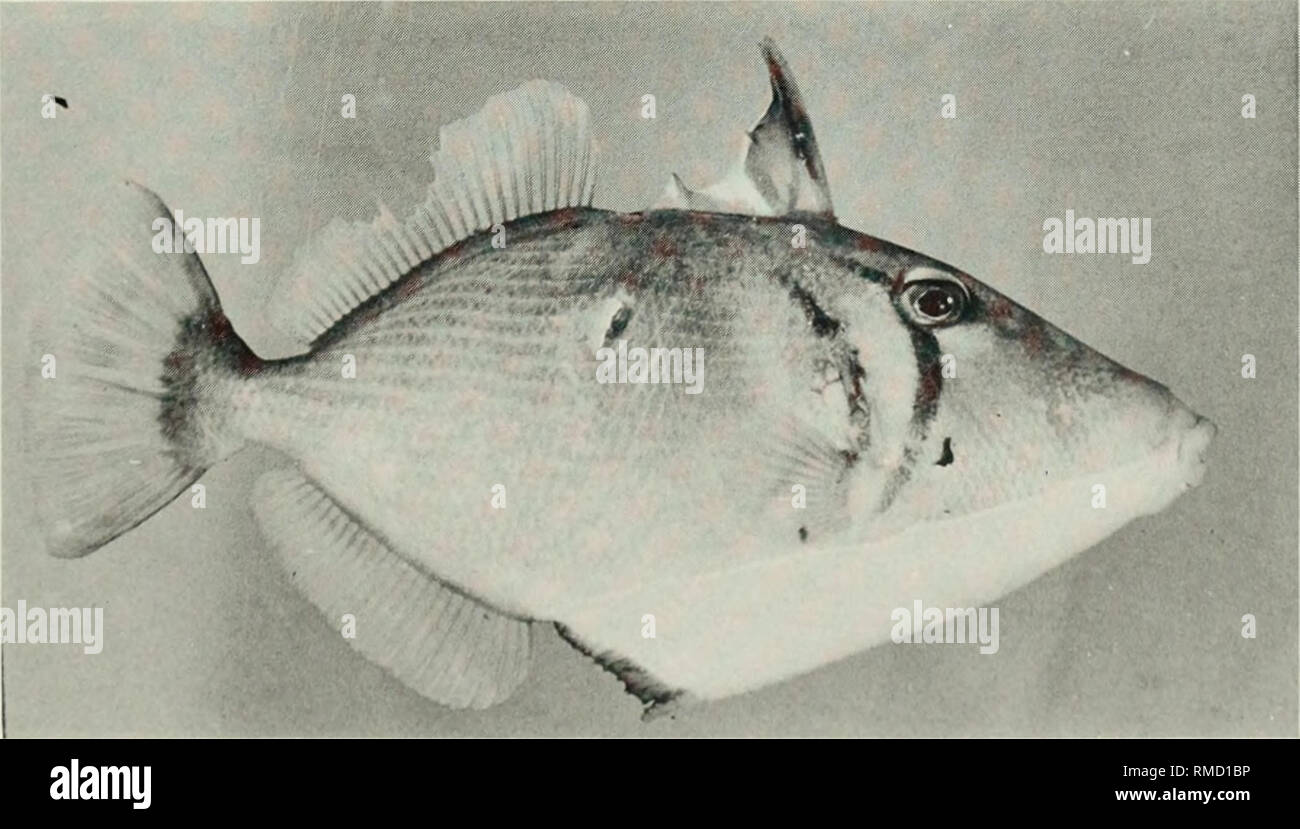. An annotated checklist of the fishes of the Chagos Archipelago, Central Indian Ocean. Fishes. Fig. 438. Rhinecanthus rectangulus, 104mmSL, Salomon.. Fig. 439. Sufflamen bursa, 129 mm SL, Peros Banhos. 221. Please note that these images are extracted from scanned page images that may have been digitally enhanced for readability - coloration and appearance of these illustrations may not perfectly resemble the original work.. Winterbottom, Richard, 1944-; Emery, Alan, 1939-; Holm, Erling, 1950-; Royal Ontario Museum. Toronto : Royal Ontario Museum Stock Photo