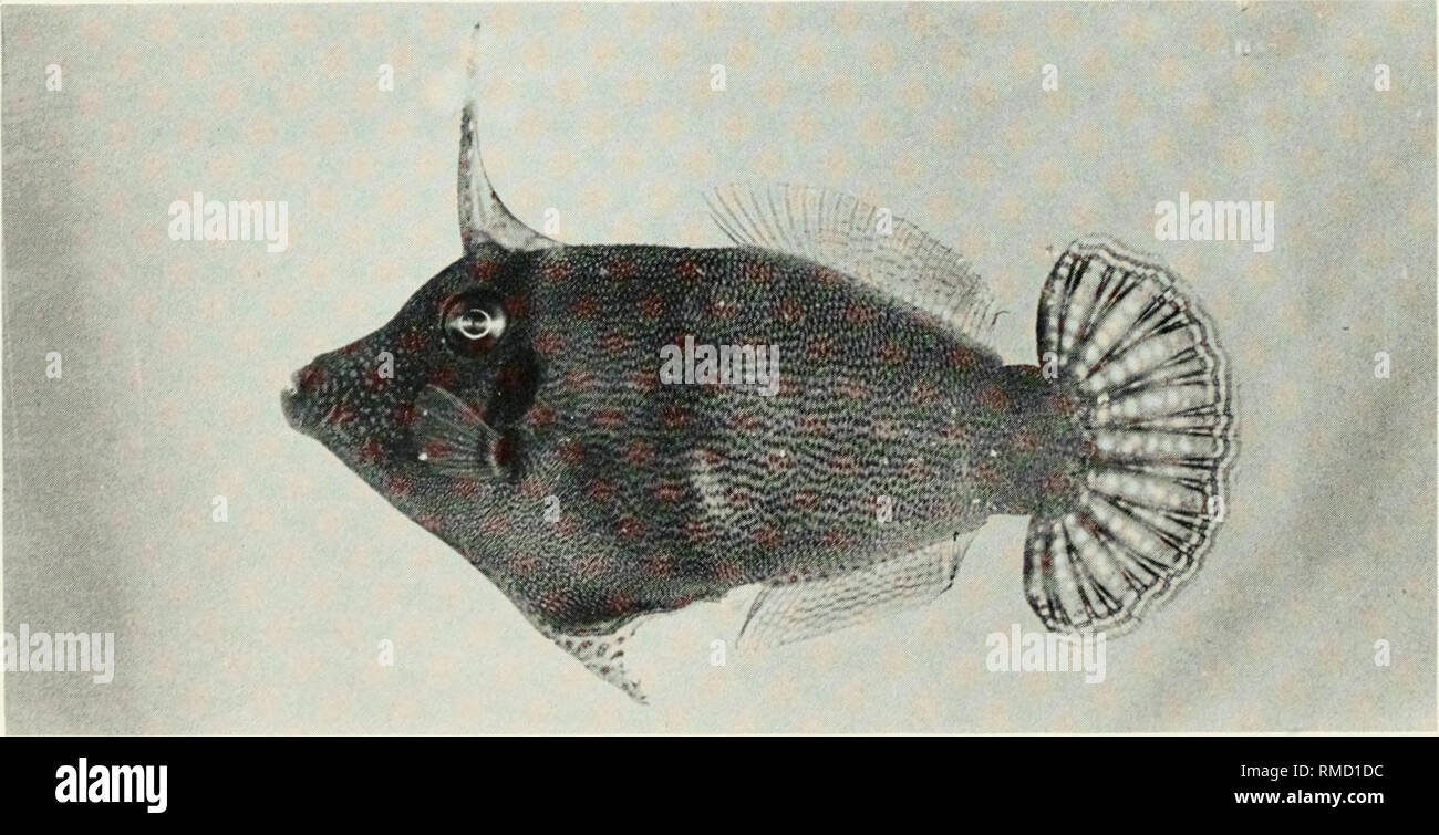 . An annotated checklist of the fishes of the Chagos Archipelago, Central Indian Ocean. Fishes. Fig. 435. Paraluteresphonurus, 16 mm SL, Peros Banhos.. Fig. 436. Pervagor melanocephalus, 11 mm SL, Peros Banhos. 220. Please note that these images are extracted from scanned page images that may have been digitally enhanced for readability - coloration and appearance of these illustrations may not perfectly resemble the original work.. Winterbottom, Richard, 1944-; Emery, Alan, 1939-; Holm, Erling, 1950-; Royal Ontario Museum. Toronto : Royal Ontario Museum Stock Photo