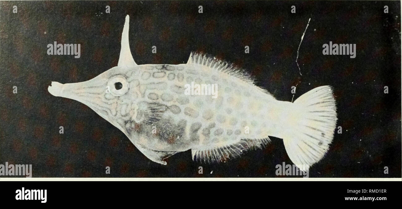 . An annotated checklist of the fishes of the Chagos Archipelago, Central Indian Ocean. Fishes. Fig. 434. Oxymonacanthus longirostris, 57 mm SL, Eagle Island.. Please note that these images are extracted from scanned page images that may have been digitally enhanced for readability - coloration and appearance of these illustrations may not perfectly resemble the original work.. Winterbottom, Richard, 1944-; Emery, Alan, 1939-; Holm, Erling, 1950-; Royal Ontario Museum. Toronto : Royal Ontario Museum Stock Photo