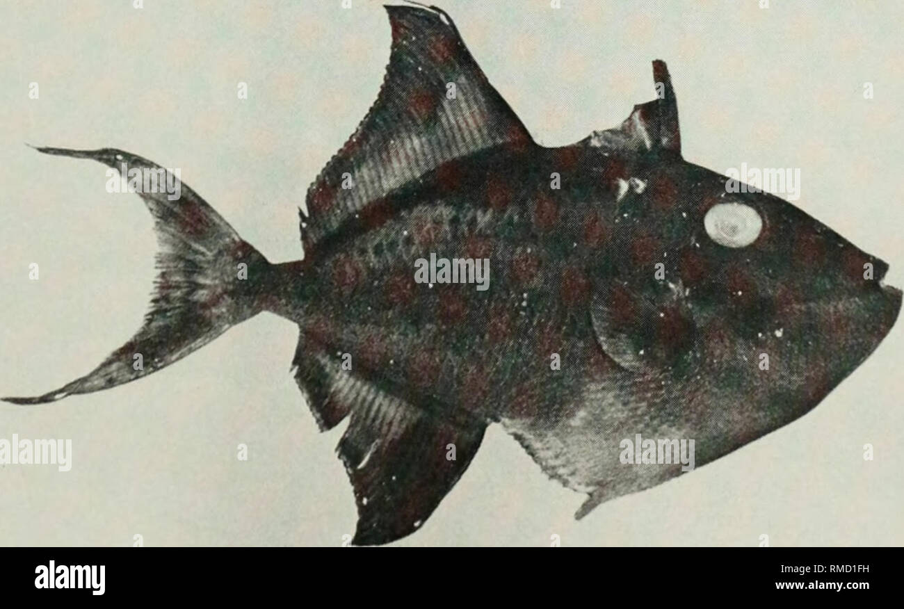 . An annotated checklist of the fishes of the Chagos Archipelago, Central Indian Ocean. Fishes. Fig. 432. Melichthys niger, 217 mm SL, Salomon.. Fig. 433. Odonus niger, 71 mm SL, Peros Banhos. 219. Please note that these images are extracted from scanned page images that may have been digitally enhanced for readability - coloration and appearance of these illustrations may not perfectly resemble the original work.. Winterbottom, Richard, 1944-; Emery, Alan, 1939-; Holm, Erling, 1950-; Royal Ontario Museum. Toronto : Royal Ontario Museum Stock Photo