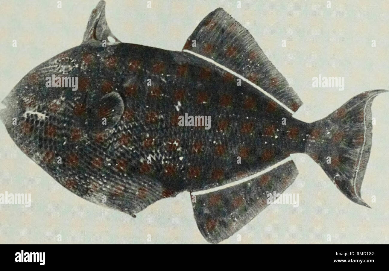 . An annotated checklist of the fishes of the Chagos Archipelago, Central Indian Ocean. Fishes. Fig. 431. Melichthys indicus, 170 mm SL, Salomon.. Fig. 432. Melichthys niger, 217 mm SL, Salomon.. Please note that these images are extracted from scanned page images that may have been digitally enhanced for readability - coloration and appearance of these illustrations may not perfectly resemble the original work.. Winterbottom, Richard, 1944-; Emery, Alan, 1939-; Holm, Erling, 1950-; Royal Ontario Museum. Toronto : Royal Ontario Museum Stock Photo