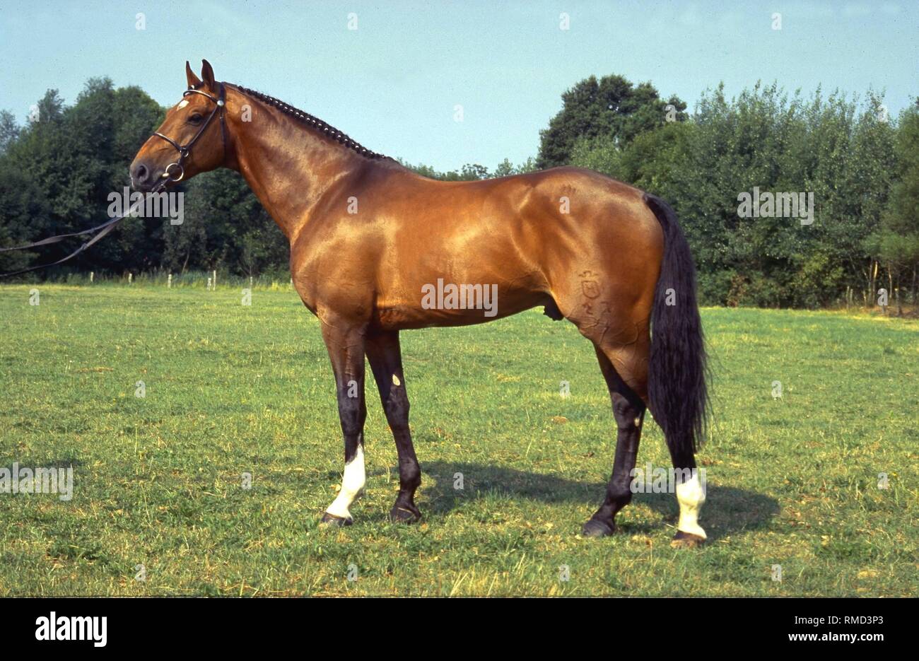 The Holsteiner is one of the oldest German warmblood breeds and its