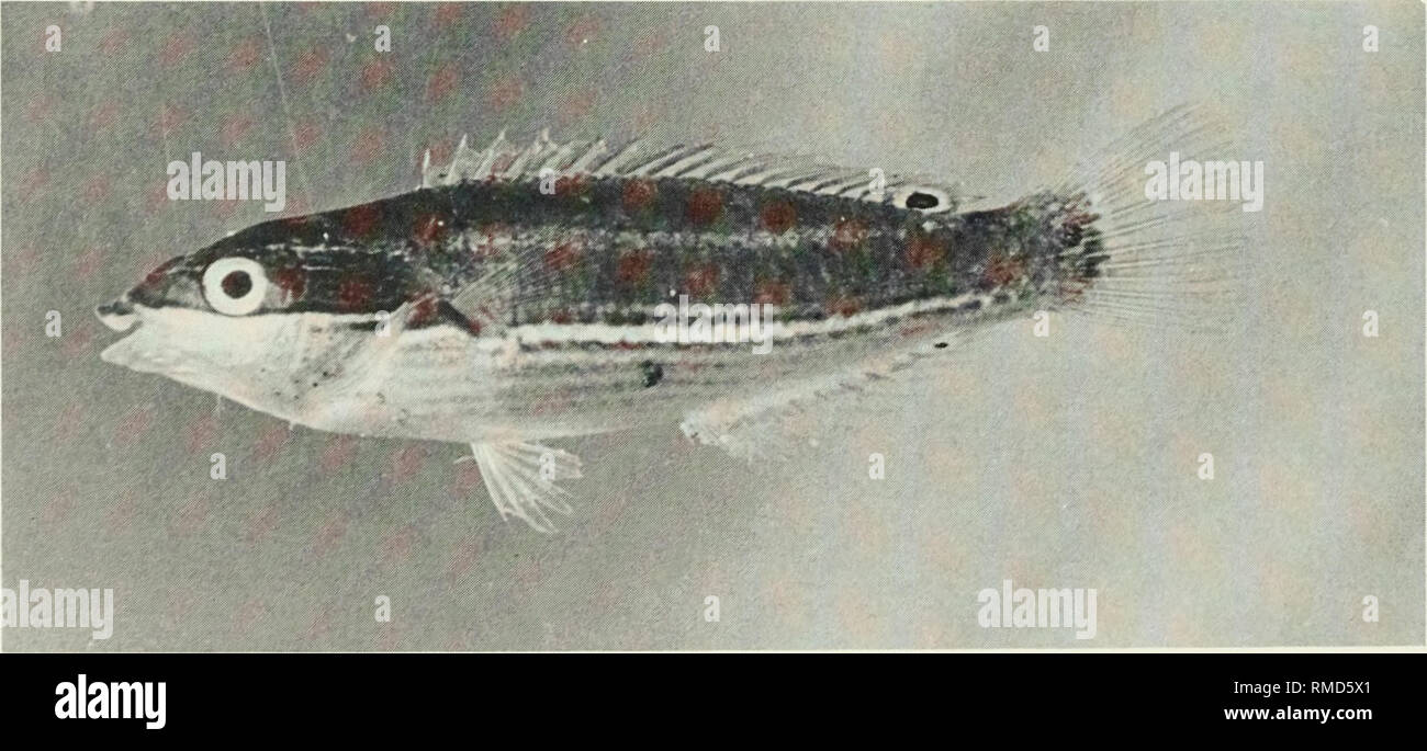 . An annotated checklist of the fishes of the Chagos Archipelago, Central Indian Ocean. Fishes. Fig. 335. Stethojulis albovittata, 59 mm SL, Peros Banhos.. Fig. 336. Stethojulis strigiventer, 45 mm SL, Salomon. 192. Please note that these images are extracted from scanned page images that may have been digitally enhanced for readability - coloration and appearance of these illustrations may not perfectly resemble the original work.. Winterbottom, Richard, 1944-; Emery, Alan, 1939-; Holm, Erling, 1950-; Royal Ontario Museum. Toronto : Royal Ontario Museum Stock Photo