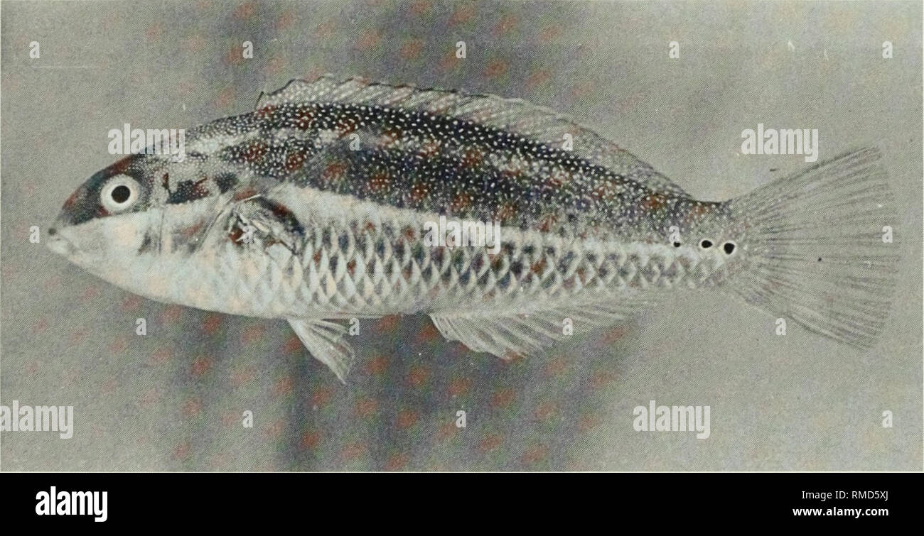 . An annotated checklist of the fishes of the Chagos Archipelago, Central Indian Ocean. Fishes. Fig. 334. Pseudodax moluccanus, 127 mm SL, Salomon.. Fig. 335. Stethojulis albovittata, 59 mm SL, Peros Banhos.. Please note that these images are extracted from scanned page images that may have been digitally enhanced for readability - coloration and appearance of these illustrations may not perfectly resemble the original work.. Winterbottom, Richard, 1944-; Emery, Alan, 1939-; Holm, Erling, 1950-; Royal Ontario Museum. Toronto : Royal Ontario Museum Stock Photo