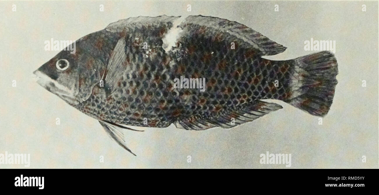 . An annotated checklist of the fishes of the Chagos Archipelago, Central Indian Ocean. Fishes. Fig. 334. Pseudodax moluccanus, 127 mm SL, Salomon.. Please note that these images are extracted from scanned page images that may have been digitally enhanced for readability - coloration and appearance of these illustrations may not perfectly resemble the original work.. Winterbottom, Richard, 1944-; Emery, Alan, 1939-; Holm, Erling, 1950-; Royal Ontario Museum. Toronto : Royal Ontario Museum Stock Photo