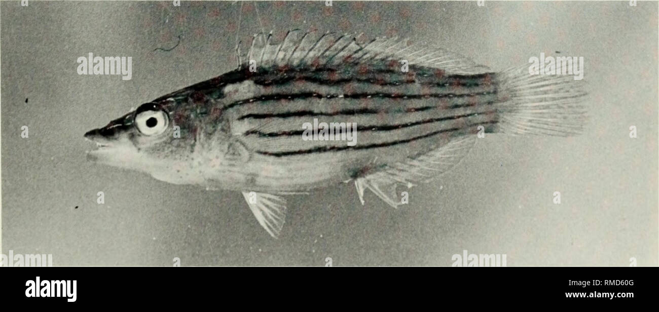 . An annotated checklist of the fishes of the Chagos Archipelago, Central Indian Ocean. Fishes. Fig. 332. Pseudocheilinus hexataenia, 39 mm SL, Peros Banhos.. Fig. 333. Pseudocheilinus octotaenia, 44 mm SL, Salomon. 191. Please note that these images are extracted from scanned page images that may have been digitally enhanced for readability - coloration and appearance of these illustrations may not perfectly resemble the original work.. Winterbottom, Richard, 1944-; Emery, Alan, 1939-; Holm, Erling, 1950-; Royal Ontario Museum. Toronto : Royal Ontario Museum Stock Photo