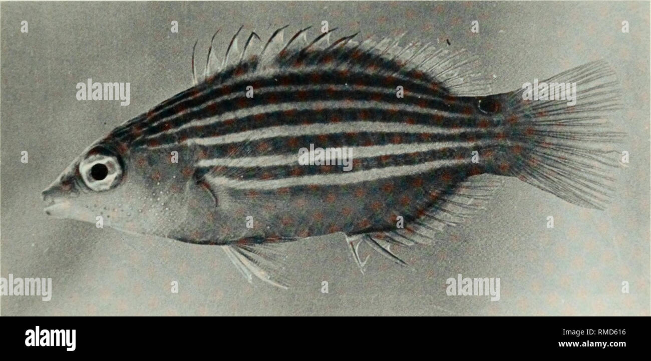. An annotated checklist of the fishes of the Chagos Archipelago, Central Indian Ocean. Fishes. Fig. 331. Pseudocheilinus evanidus, 49 mm SL, Salomon.. Fig. 332. Pseudocheilinus hexataenia, 39 mm SL, Peros Banhos.. Please note that these images are extracted from scanned page images that may have been digitally enhanced for readability - coloration and appearance of these illustrations may not perfectly resemble the original work.. Winterbottom, Richard, 1944-; Emery, Alan, 1939-; Holm, Erling, 1950-; Royal Ontario Museum. Toronto : Royal Ontario Museum Stock Photo