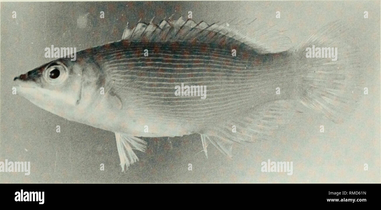 . An annotated checklist of the fishes of the Chagos Archipelago, Central Indian Ocean. Fishes. Fig. 331. Pseudocheilinus evanidus, 49 mm SL, Salomon.. Please note that these images are extracted from scanned page images that may have been digitally enhanced for readability - coloration and appearance of these illustrations may not perfectly resemble the original work.. Winterbottom, Richard, 1944-; Emery, Alan, 1939-; Holm, Erling, 1950-; Royal Ontario Museum. Toronto : Royal Ontario Museum Stock Photo
