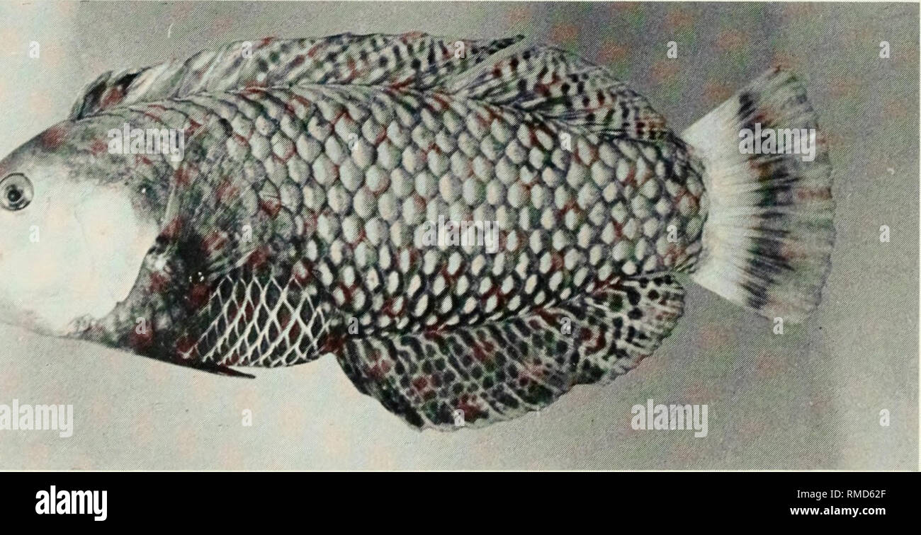 . An annotated checklist of the fishes of the Chagos Archipelago, Central Indian Ocean. Fishes. Fig. 329. Macropharyngodon bipartitus bipartitus, 75 mm SL male, Peros Banhos.. Fig. 330. Novaculichthvs taeniourus, 177 mm SL, Peros Banhos. 190. Please note that these images are extracted from scanned page images that may have been digitally enhanced for readability - coloration and appearance of these illustrations may not perfectly resemble the original work.. Winterbottom, Richard, 1944-; Emery, Alan, 1939-; Holm, Erling, 1950-; Royal Ontario Museum. Toronto : Royal Ontario Museum Stock Photo