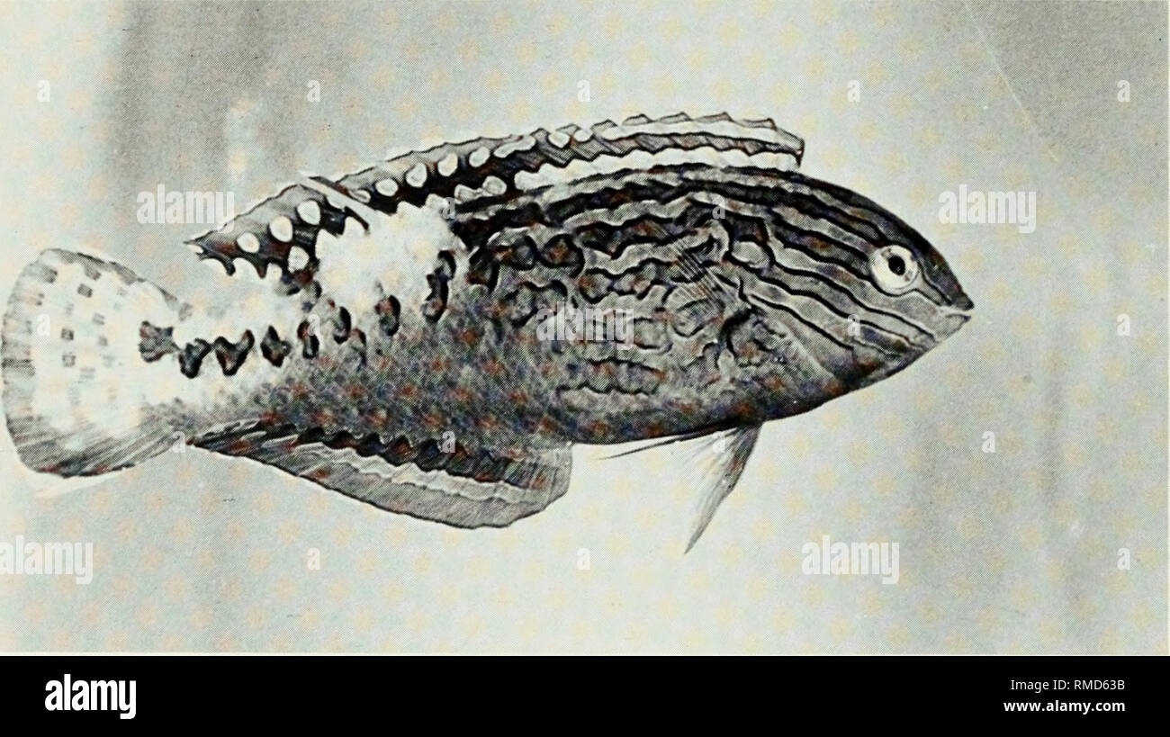 . An annotated checklist of the fishes of the Chagos Archipelago, Central Indian Ocean. Fishes. Fig. 328. Macropharyngodon bipartitus bipartitus, 58 mm SL female, Peros Banhos.. Fig. 329. Macropharyngodon bipartitus bipartitus, 75 mm SL male, Peros Banhos.. Please note that these images are extracted from scanned page images that may have been digitally enhanced for readability - coloration and appearance of these illustrations may not perfectly resemble the original work.. Winterbottom, Richard, 1944-; Emery, Alan, 1939-; Holm, Erling, 1950-; Royal Ontario Museum. Toronto : Royal Ontario Muse Stock Photo