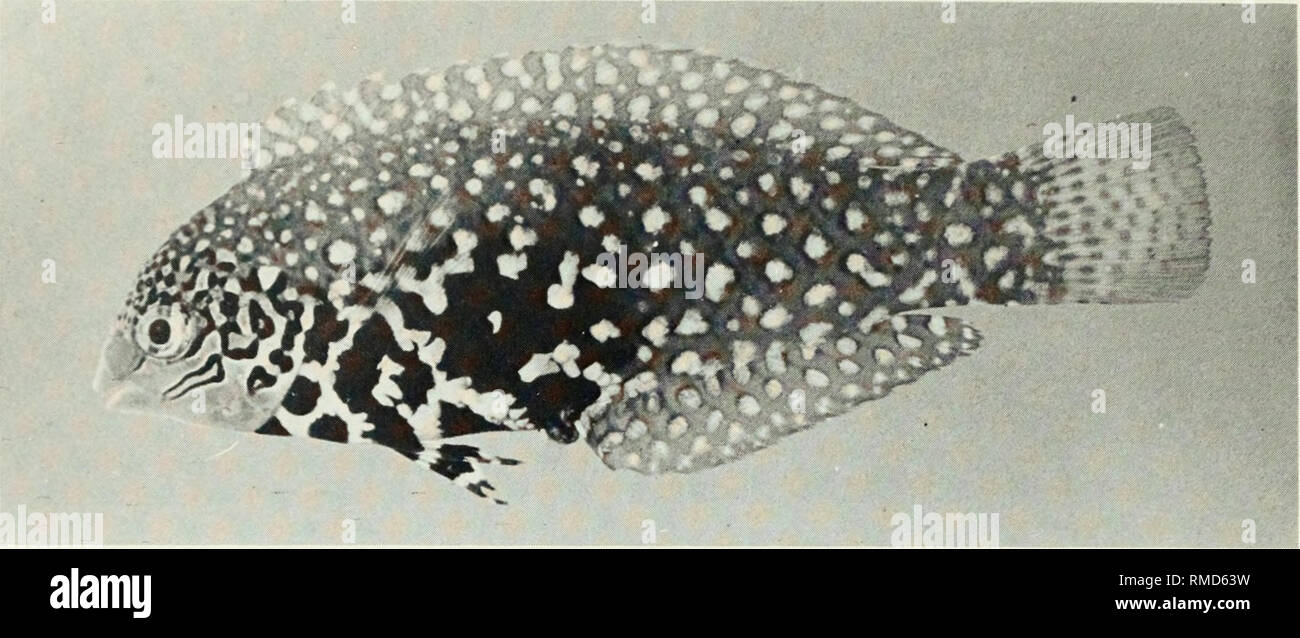 . An annotated checklist of the fishes of the Chagos Archipelago, Central Indian Ocean. Fishes. Fig. 328. Macropharyngodon bipartitus bipartitus, 58 mm SL female, Peros Banhos.. Please note that these images are extracted from scanned page images that may have been digitally enhanced for readability - coloration and appearance of these illustrations may not perfectly resemble the original work.. Winterbottom, Richard, 1944-; Emery, Alan, 1939-; Holm, Erling, 1950-; Royal Ontario Museum. Toronto : Royal Ontario Museum Stock Photo