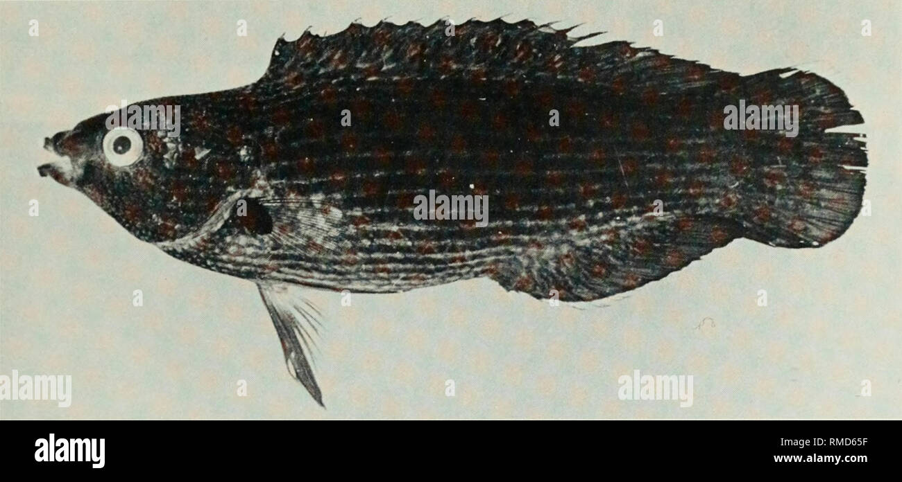 . An annotated checklist of the fishes of the Chagos Archipelago, Central Indian Ocean. Fishes. Fig. 324. Hologymnosus annulatus, 73 mm SL, Peros Banhos.. Fig. 325. Labrichthys unilineatus, 64 mm SL, Peros Banhos.. Please note that these images are extracted from scanned page images that may have been digitally enhanced for readability - coloration and appearance of these illustrations may not perfectly resemble the original work.. Winterbottom, Richard, 1944-; Emery, Alan, 1939-; Holm, Erling, 1950-; Royal Ontario Museum. Toronto : Royal Ontario Museum Stock Photo