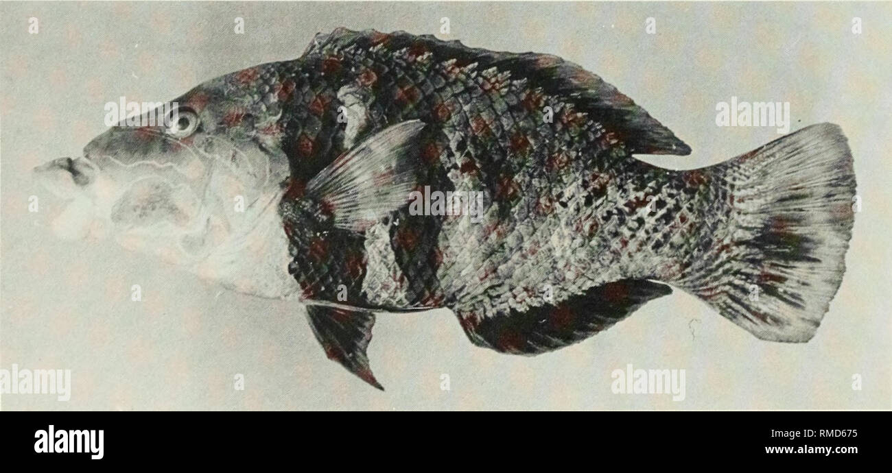 . An annotated checklist of the fishes of the Chagos Archipelago, Central Indian Ocean. Fishes. Fig. 322. Halichoeres scapularis, 110 mm SL, Peros Banhos.. Fig. 323. Hemigymnusfasciatus, 202 mm SL, Peros Banhos. 188. Please note that these images are extracted from scanned page images that may have been digitally enhanced for readability - coloration and appearance of these illustrations may not perfectly resemble the original work.. Winterbottom, Richard, 1944-; Emery, Alan, 1939-; Holm, Erling, 1950-; Royal Ontario Museum. Toronto : Royal Ontario Museum Stock Photo