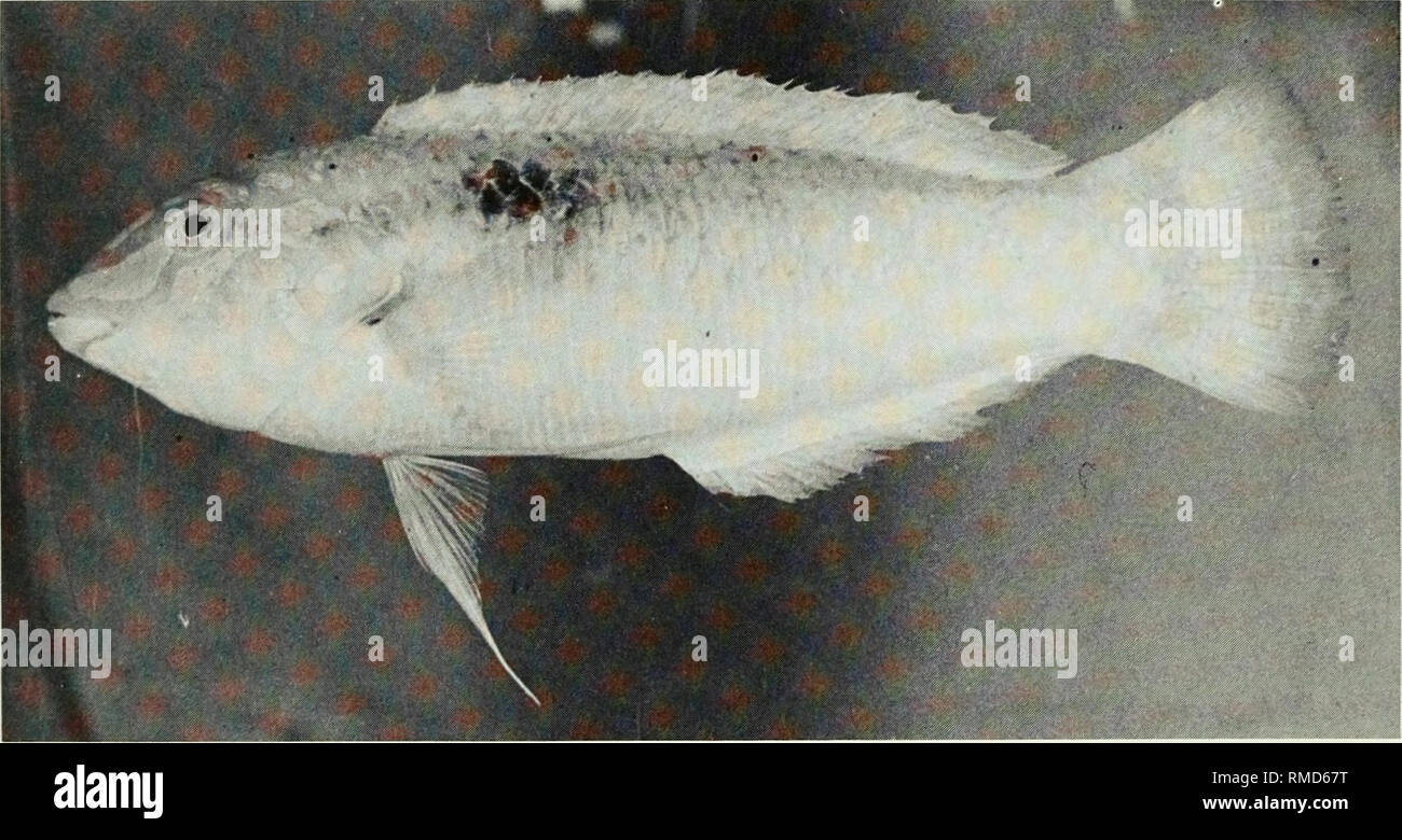 . An annotated checklist of the fishes of the Chagos Archipelago, Central Indian Ocean. Fishes. Fig. 321. Halichoeres nebulosus, (preserved) 49 mm SL, Eagle Island. Photo by A. Strange.. Fig. 322. Halichoeres scapularis, 110 mm SL, Peros Banhos.. Please note that these images are extracted from scanned page images that may have been digitally enhanced for readability - coloration and appearance of these illustrations may not perfectly resemble the original work.. Winterbottom, Richard, 1944-; Emery, Alan, 1939-; Holm, Erling, 1950-; Royal Ontario Museum. Toronto : Royal Ontario Museum Stock Photo
