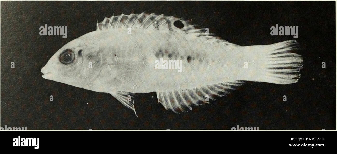 . An annotated checklist of the fishes of the Chagos Archipelago, Central Indian Ocean. Fishes. Fig. 321. Halichoeres nebulosus, (preserved) 49 mm SL, Eagle Island. Photo by A. Strange.. Please note that these images are extracted from scanned page images that may have been digitally enhanced for readability - coloration and appearance of these illustrations may not perfectly resemble the original work.. Winterbottom, Richard, 1944-; Emery, Alan, 1939-; Holm, Erling, 1950-; Royal Ontario Museum. Toronto : Royal Ontario Museum Stock Photo
