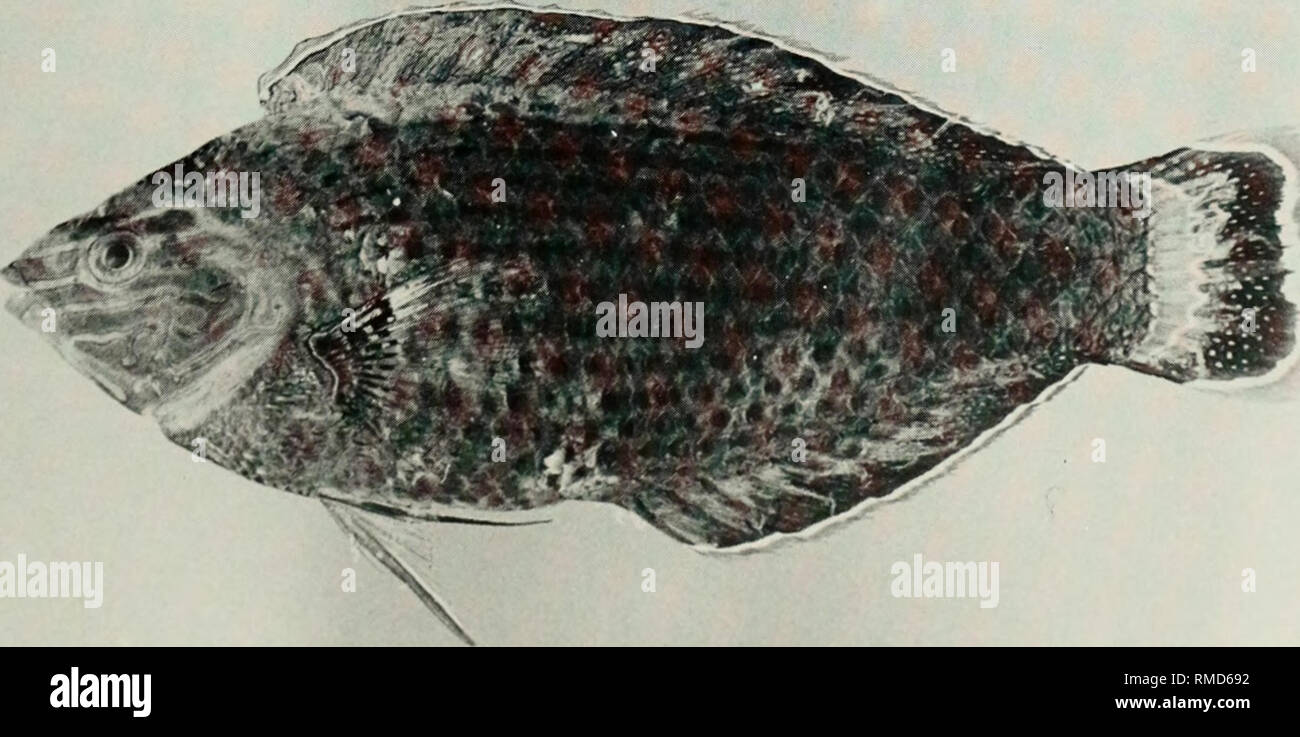 . An annotated checklist of the fishes of the Chagos Archipelago, Central Indian Ocean. Fishes. Fig. 319. Halichoeres marginatus, 19 mm SL, Peros Banhos.. Fig. 320. Halichoeres marginatus, 91 mm SL, Salomon. 187. Please note that these images are extracted from scanned page images that may have been digitally enhanced for readability - coloration and appearance of these illustrations may not perfectly resemble the original work.. Winterbottom, Richard, 1944-; Emery, Alan, 1939-; Holm, Erling, 1950-; Royal Ontario Museum. Toronto : Royal Ontario Museum Stock Photo
